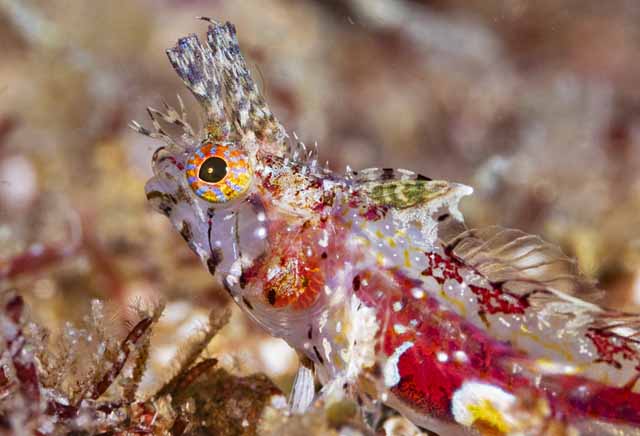 Cirriemblemaria lucasana