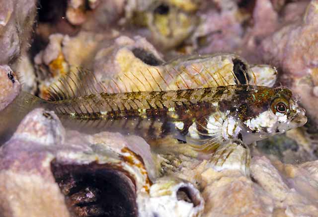 Coralliozetus angelicus