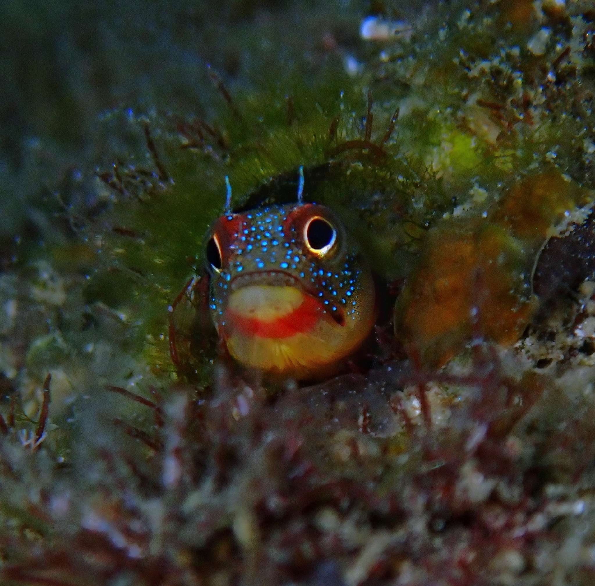 Acanthemblemaria macrospilus