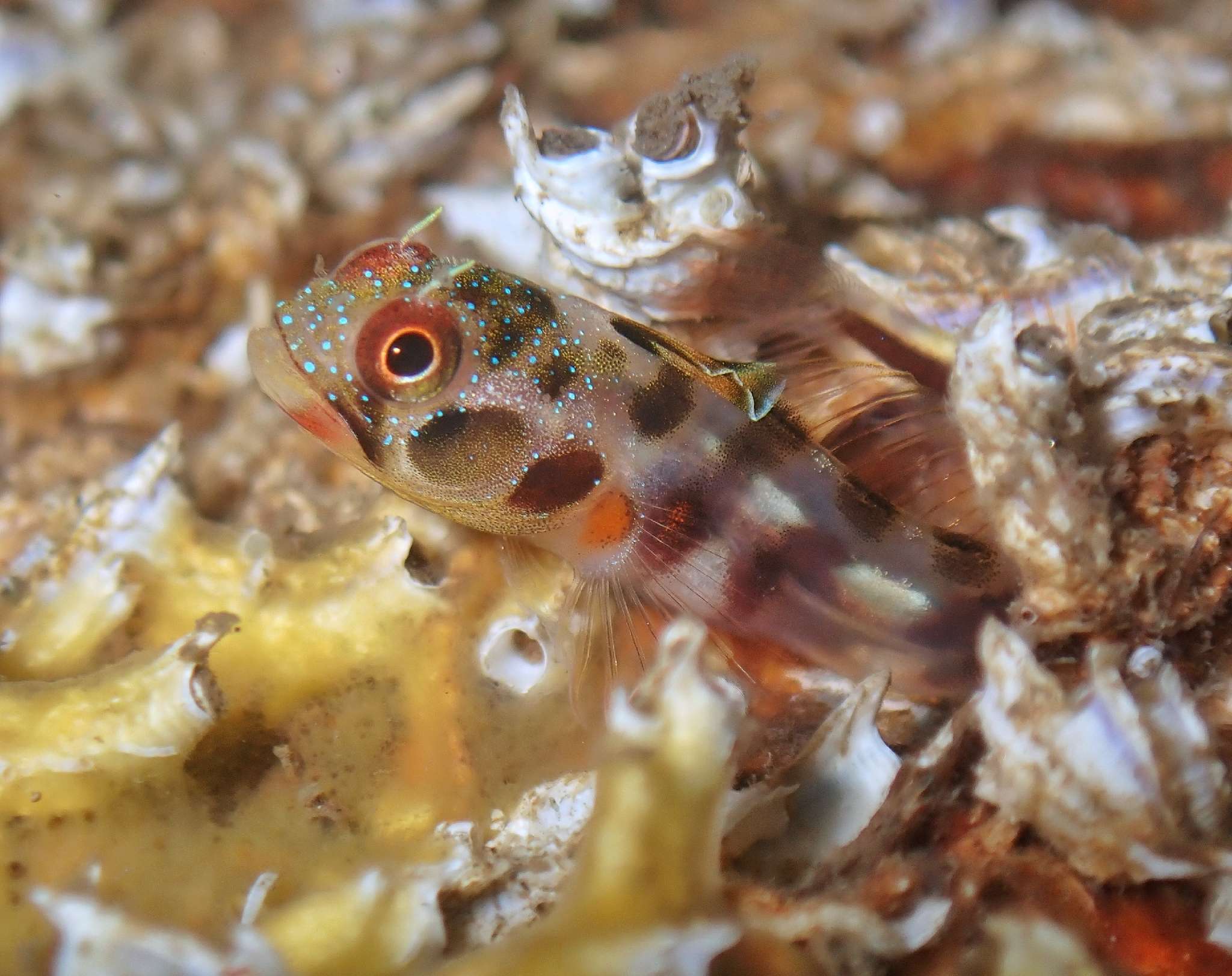 Acanthemblemaria macrospilus