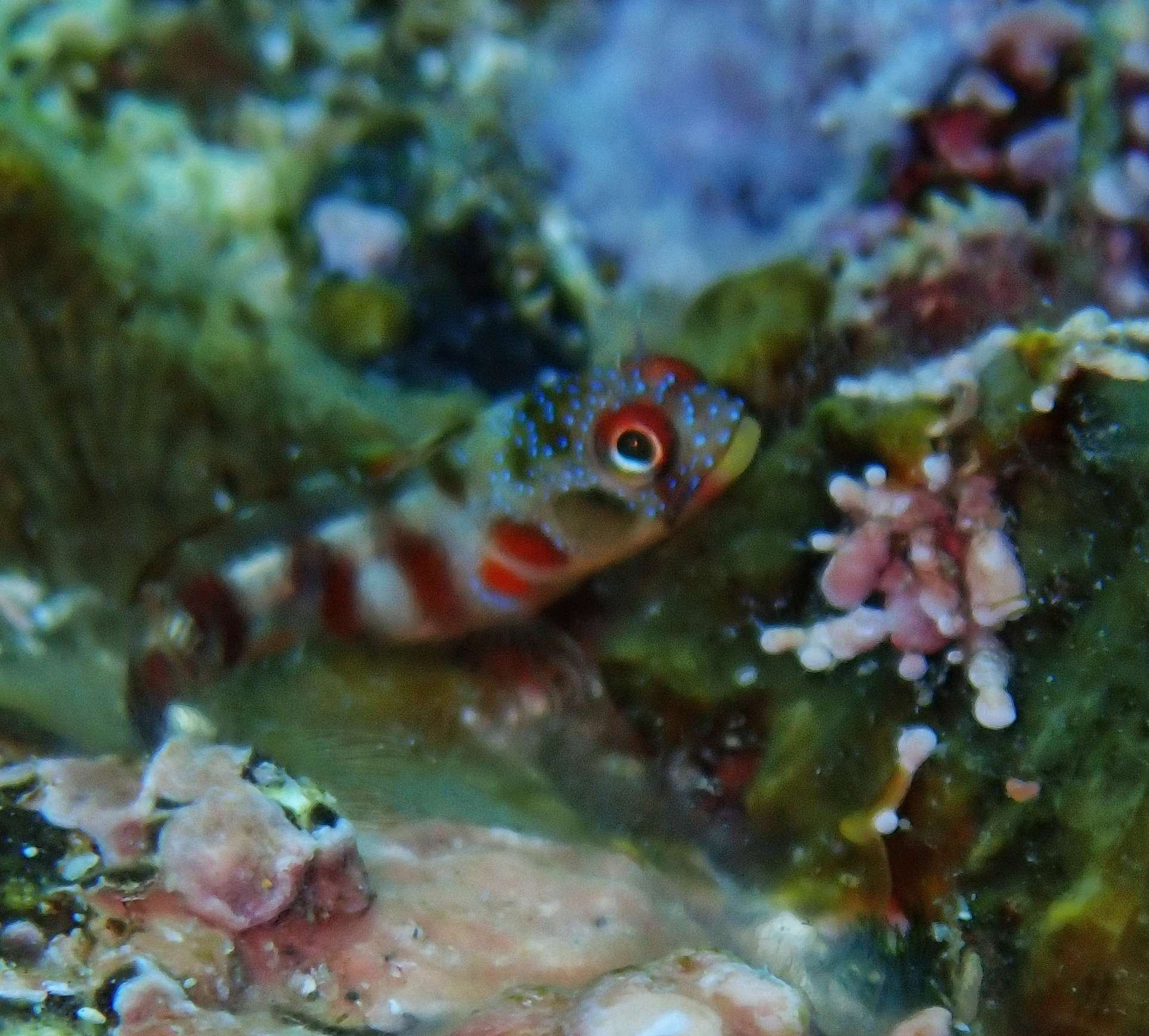 Acanthemblemaria macrospilus