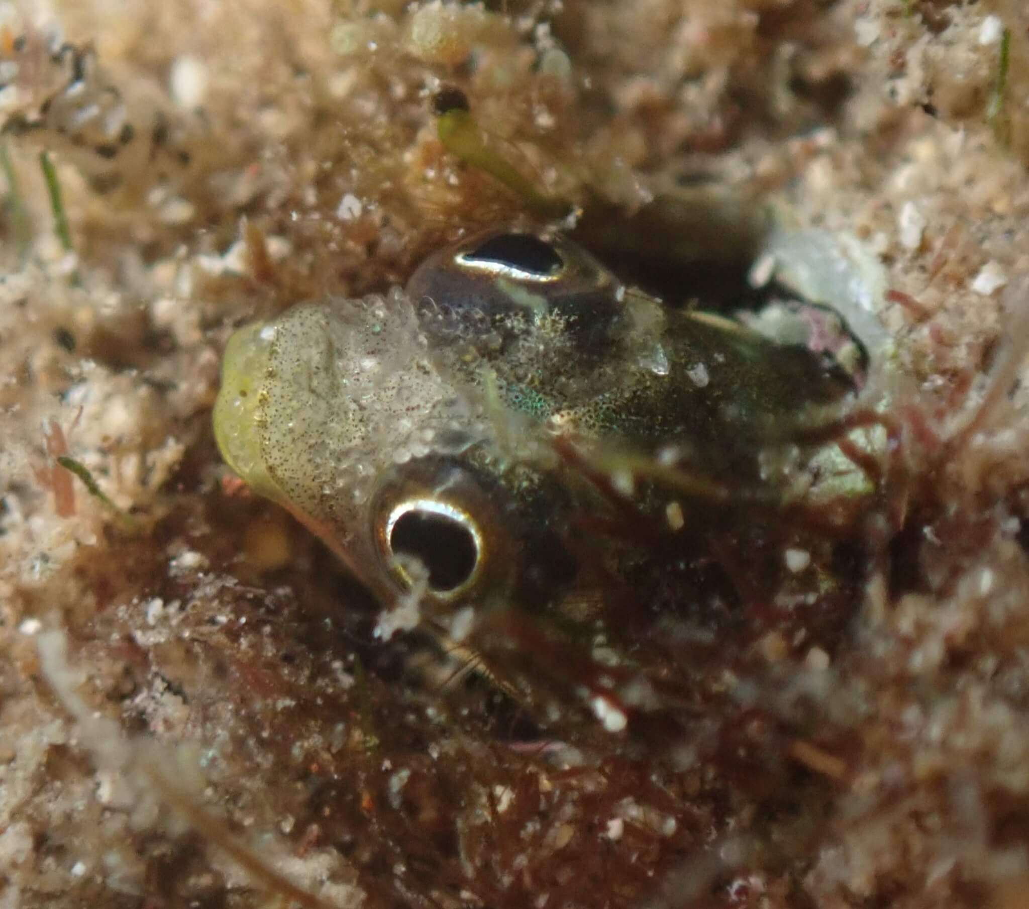 Acanthemblemaria mangognatha