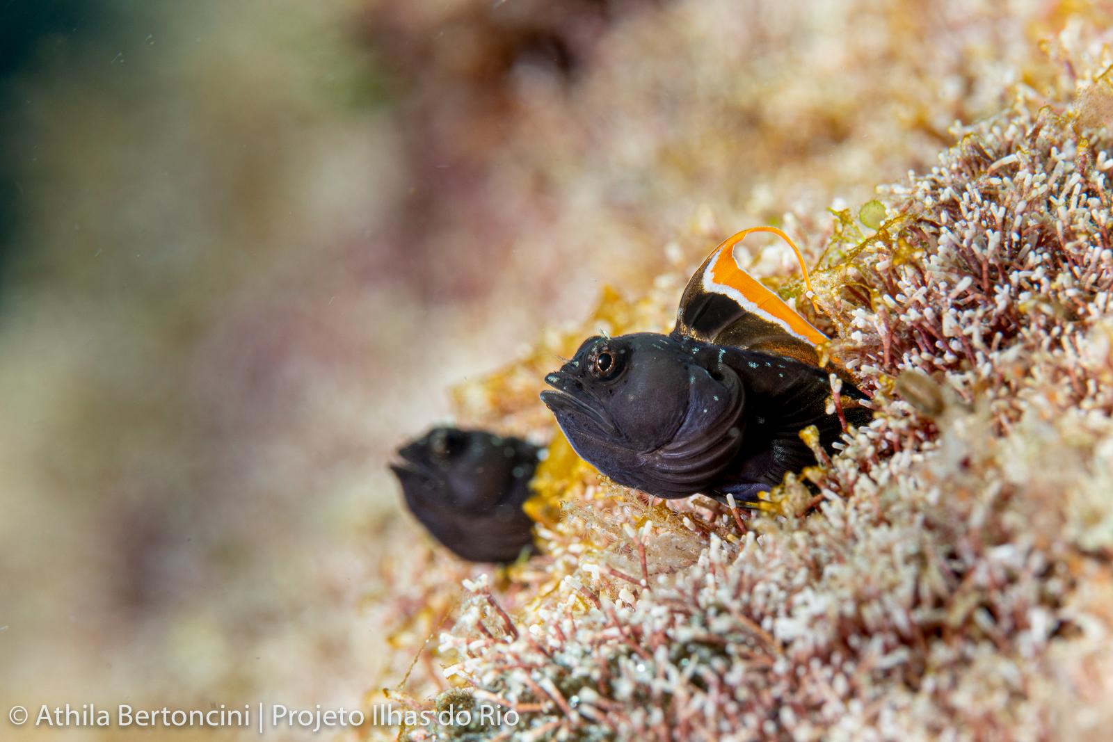 Emblemariopsis signifer