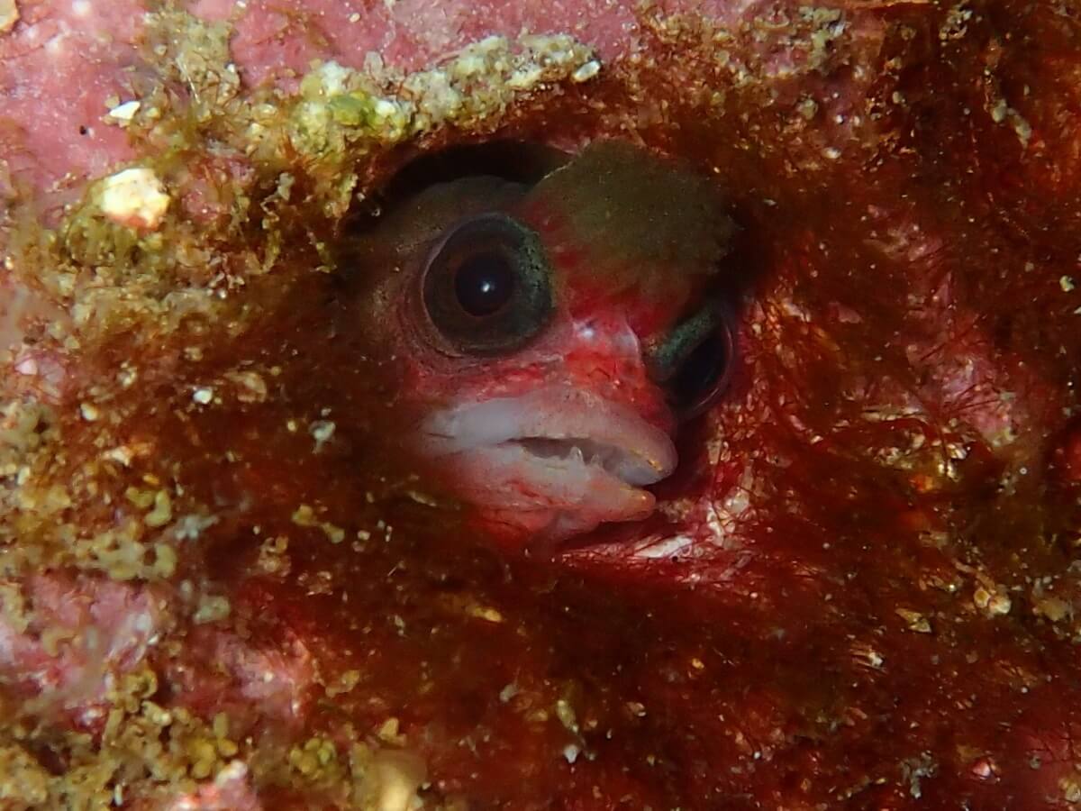 Mccoskerichthys sandae