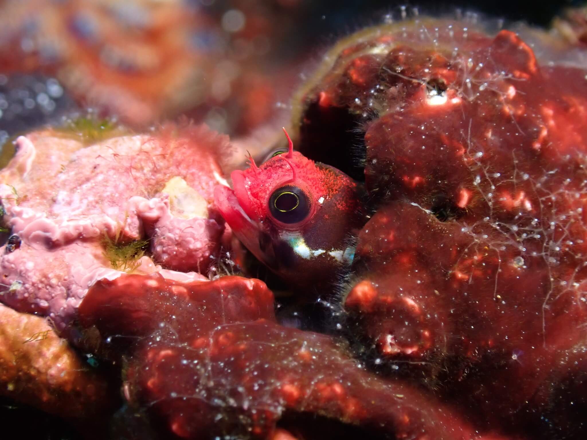 Acanthemblemaria atrata