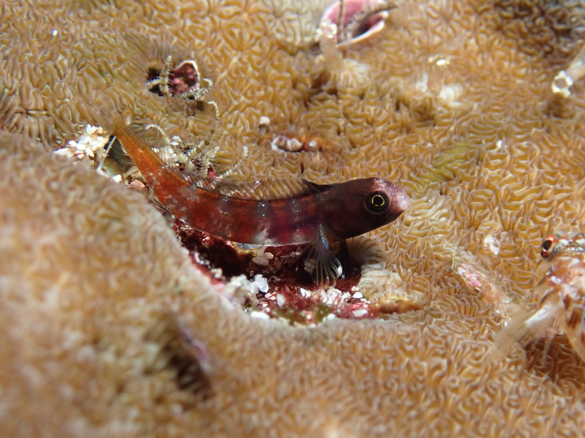 Acanthemblemaria atrata