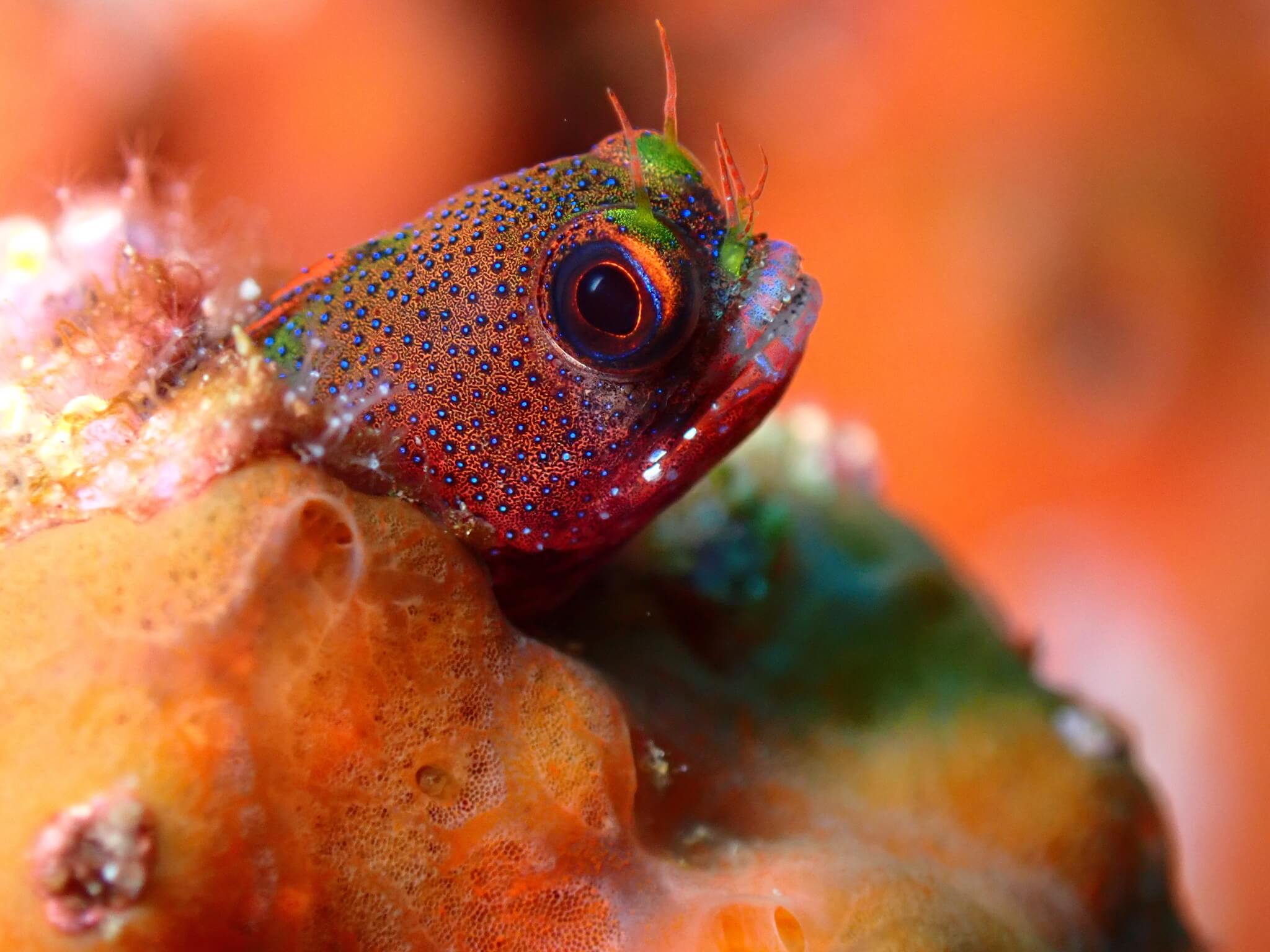 Acanthemblemaria castroi