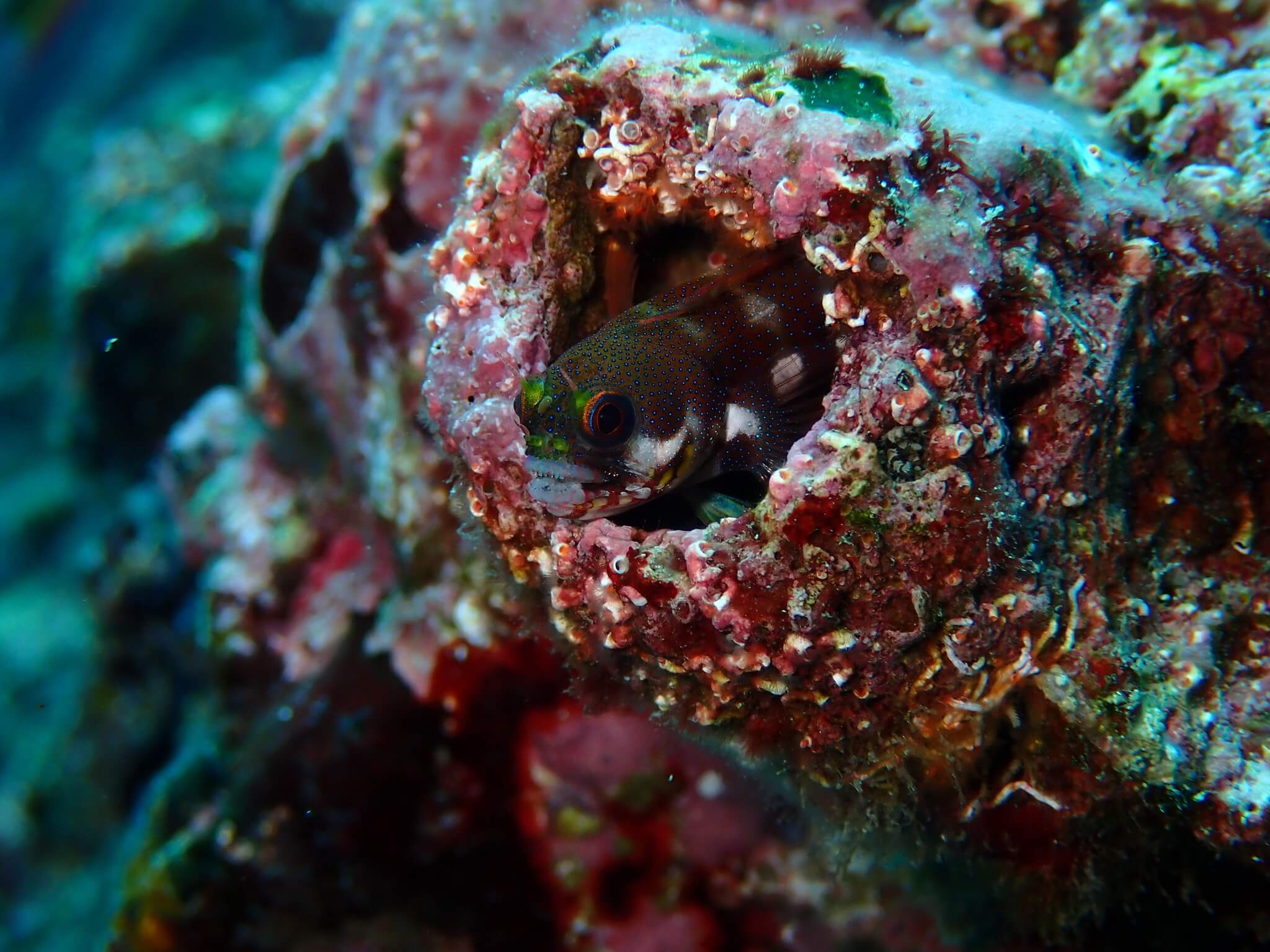 Acanthemblemaria castroi