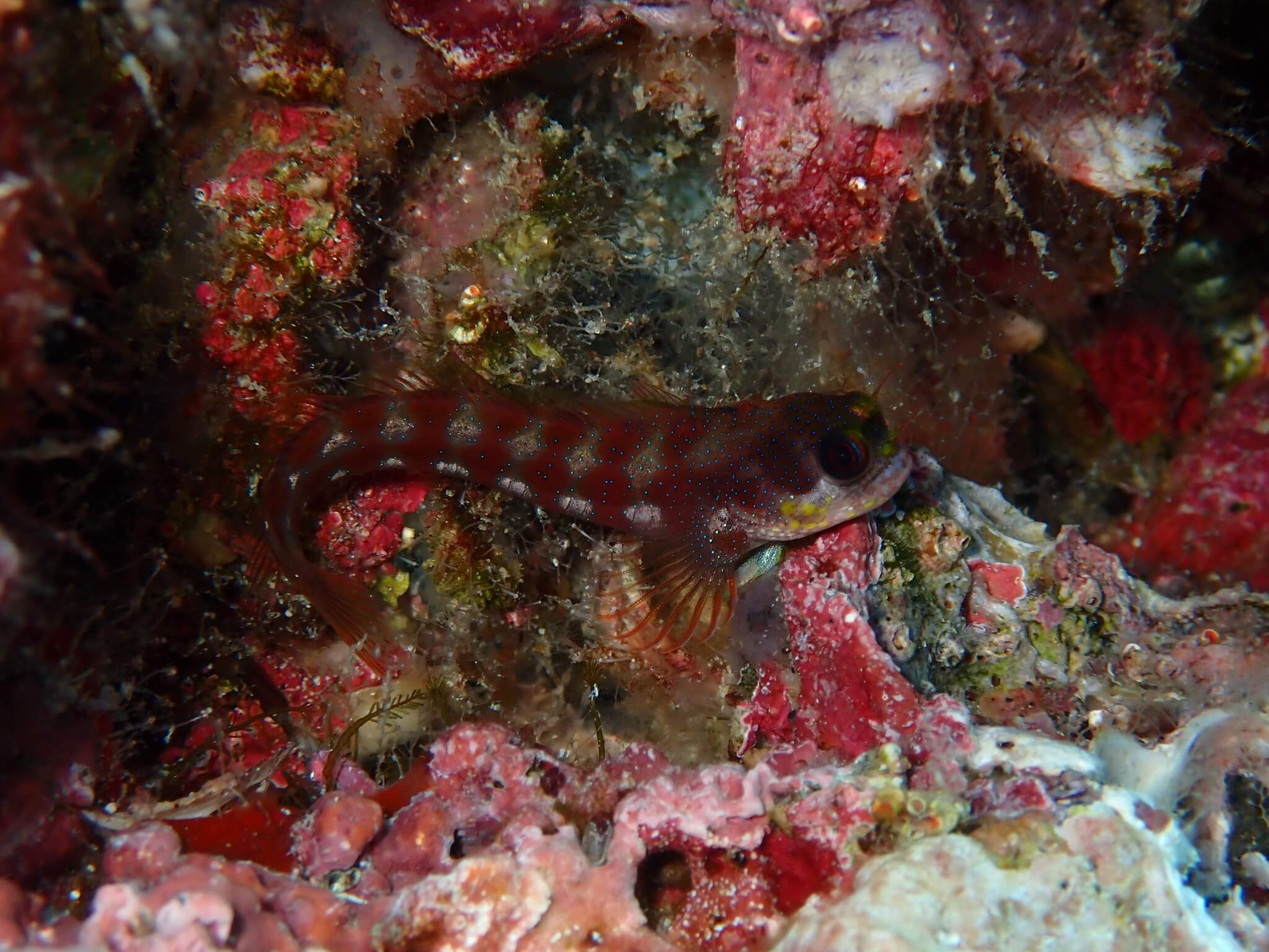 Acanthemblemaria castroi