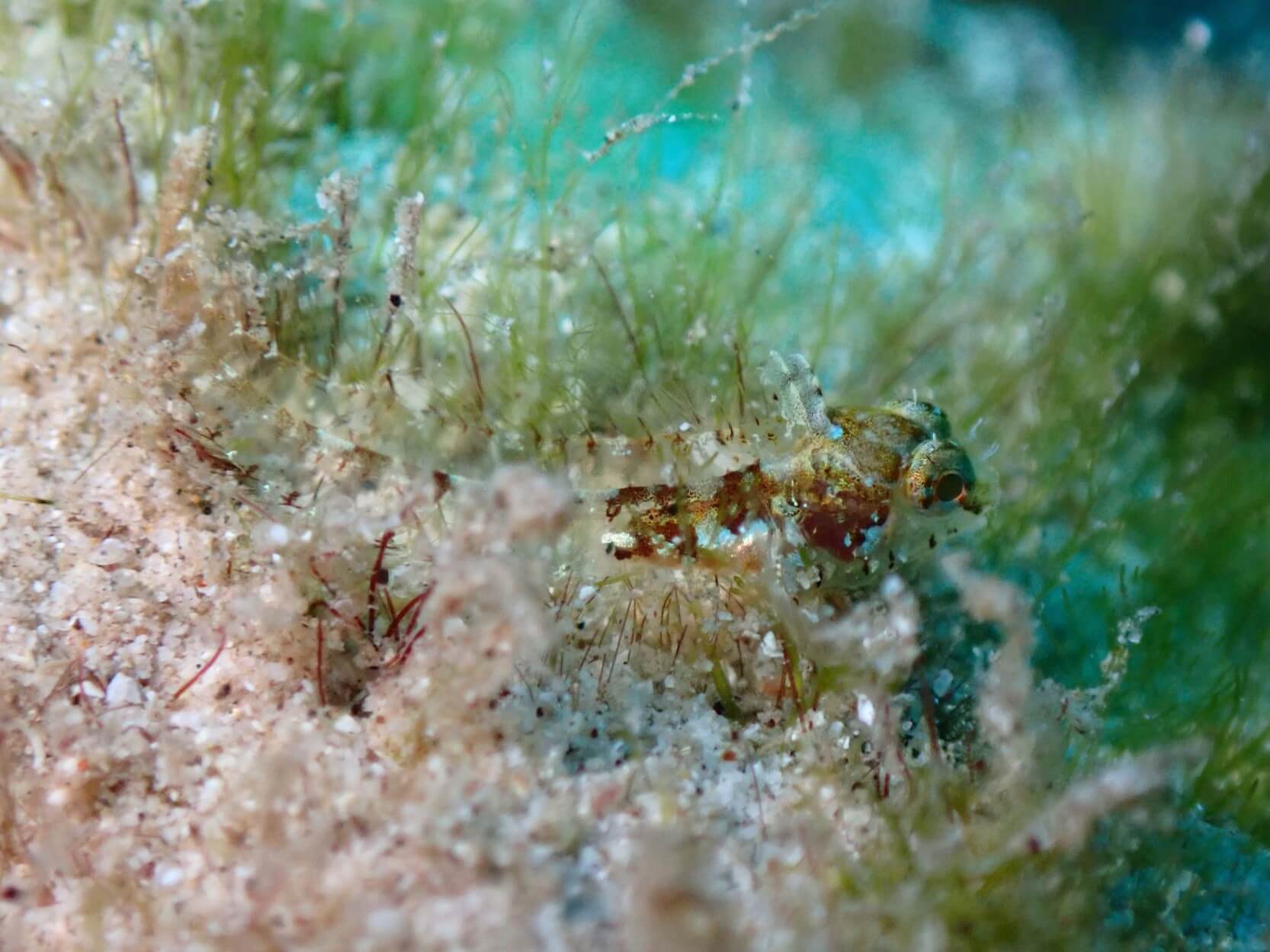 Coralliozetus clausus