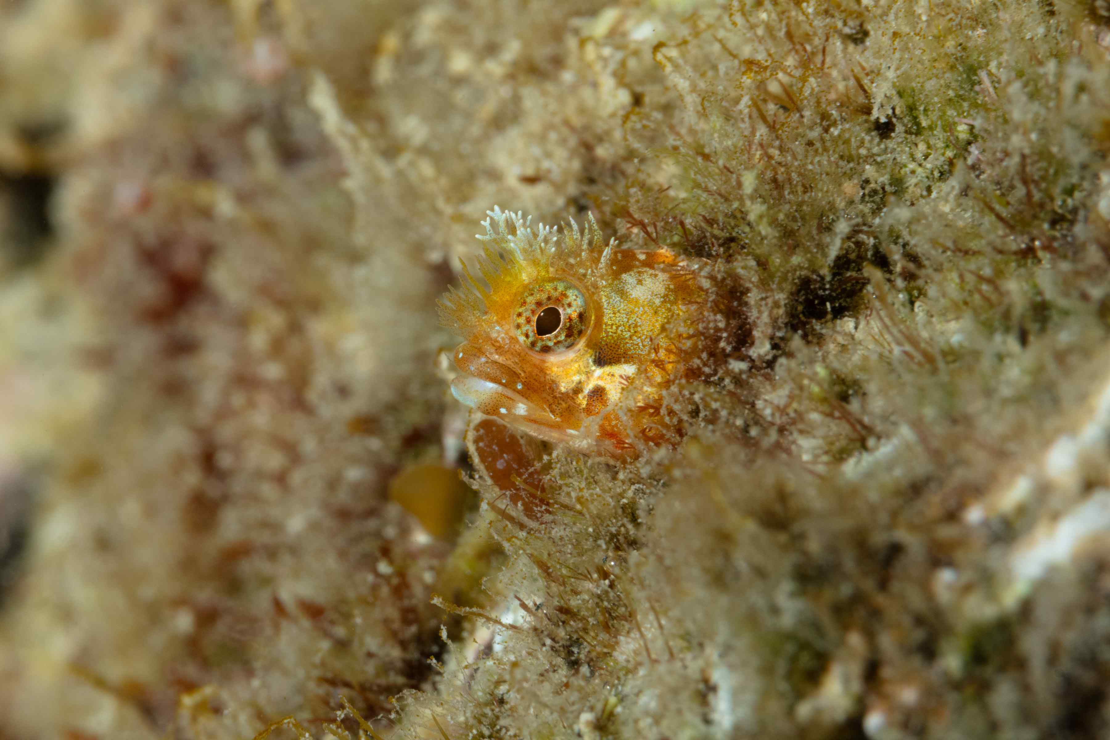 Acanthemblemaria medusa