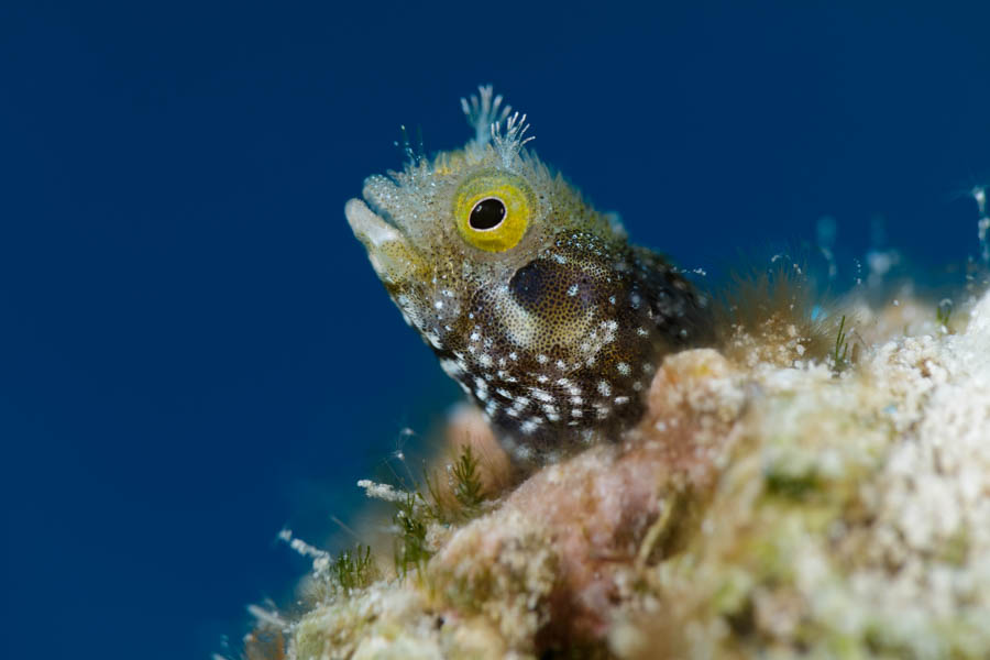 Acanthemblemaria spinosa