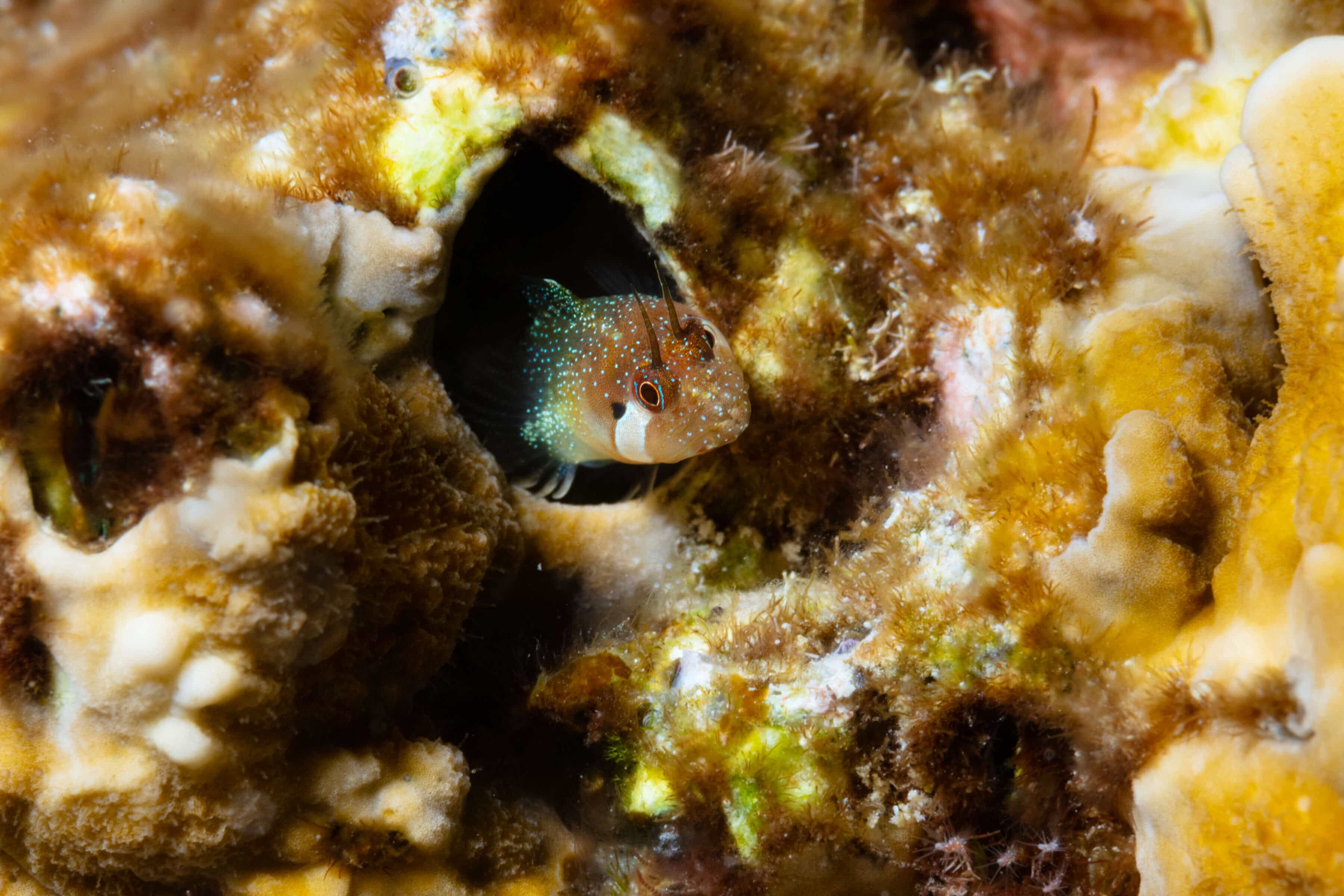 Coralliozetus cardonae