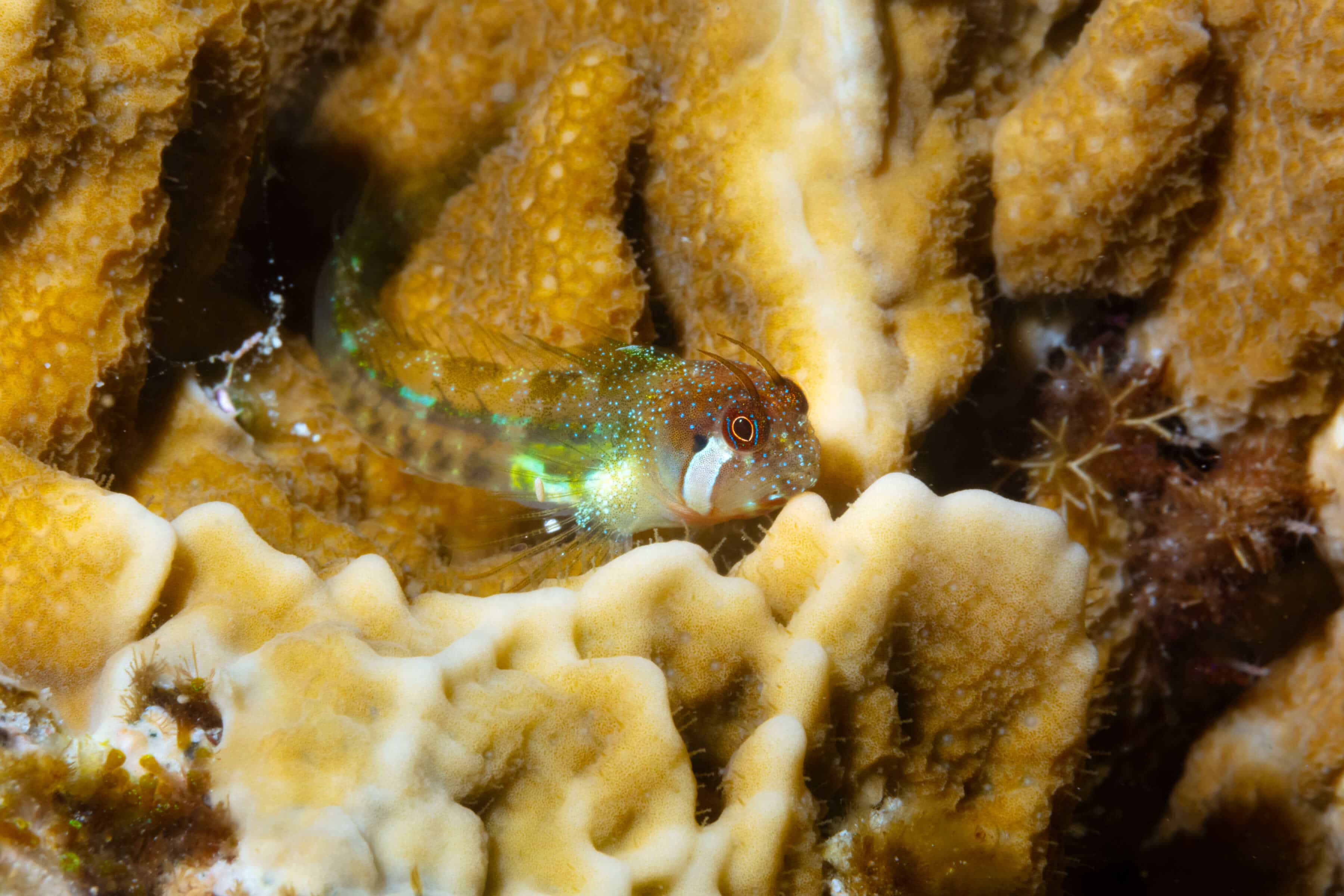 Coralliozetus cardonae