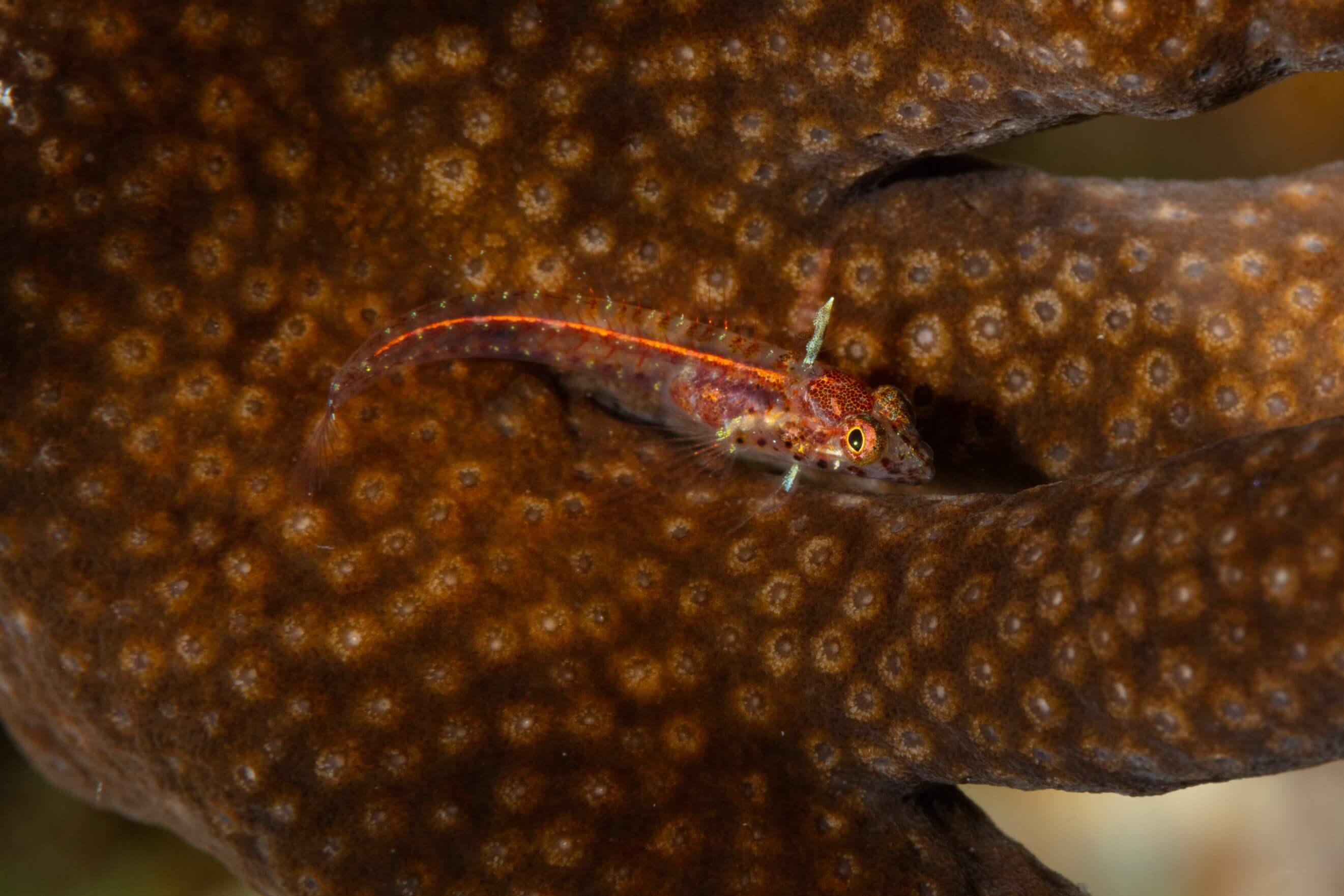 Emblemariopsis bottomei