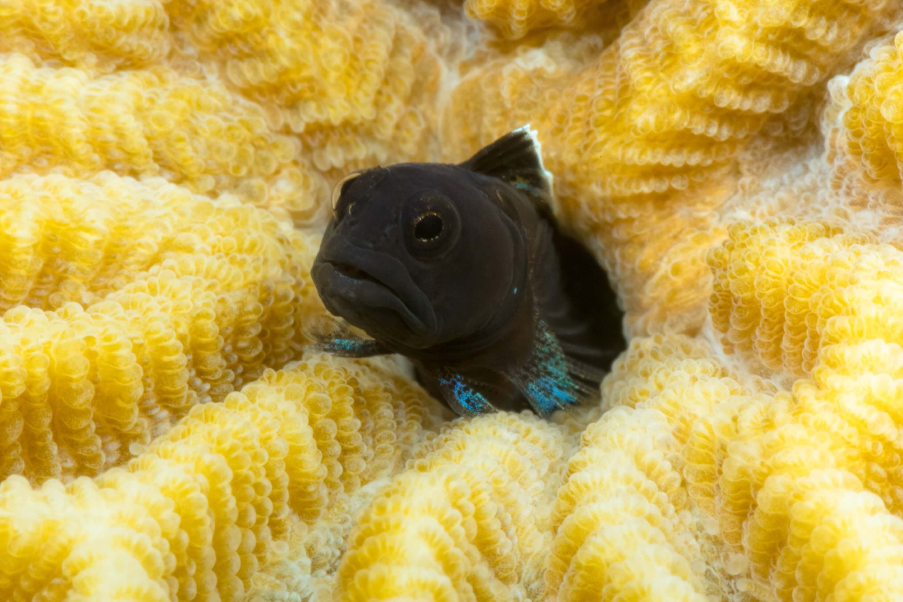 Emblemariopsis bottomei