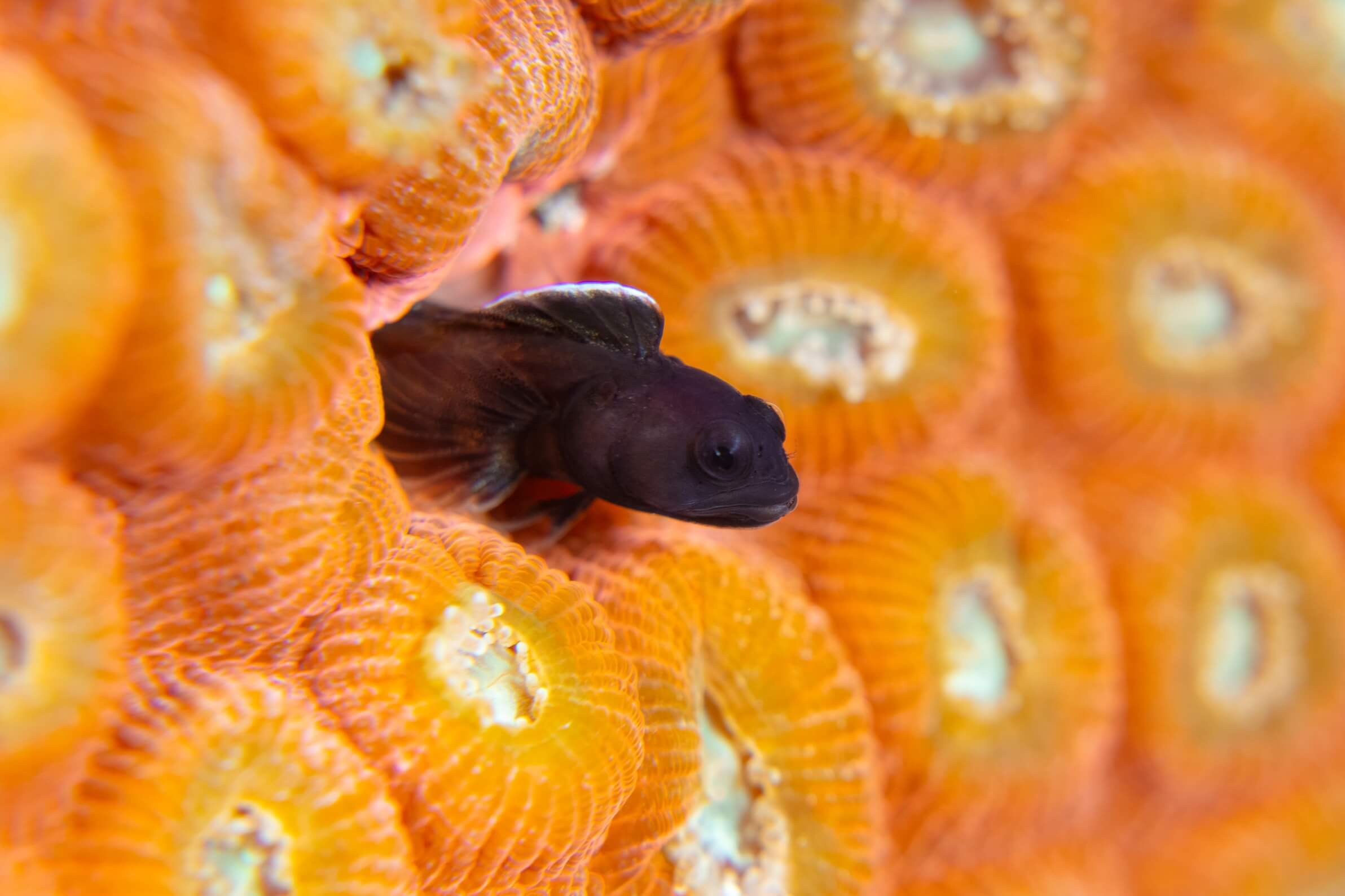 Emblemariopsis bottomei