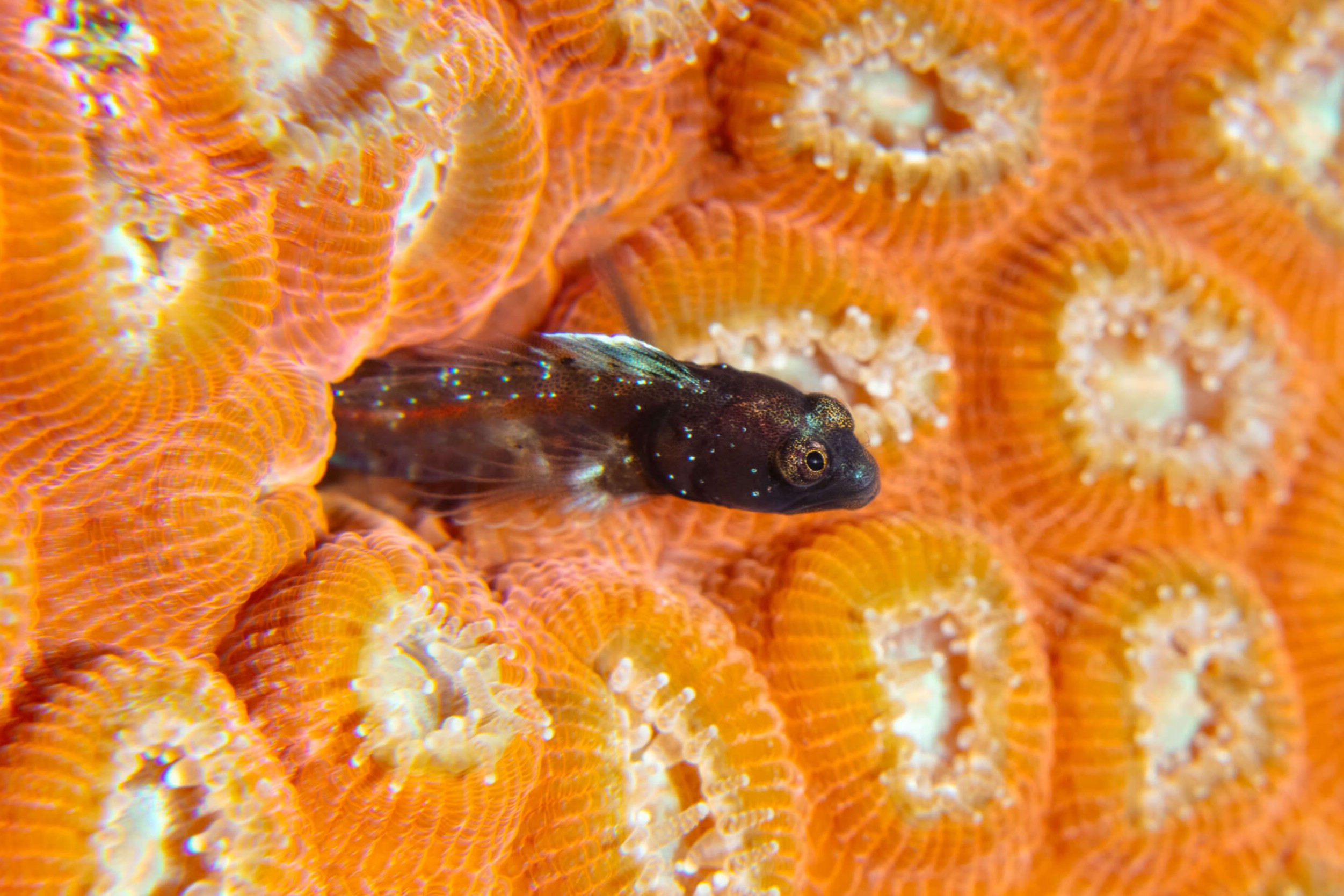 Emblemariopsis bottomei