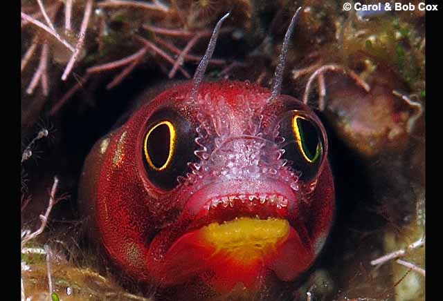 Acanthemblemaria mangognatha