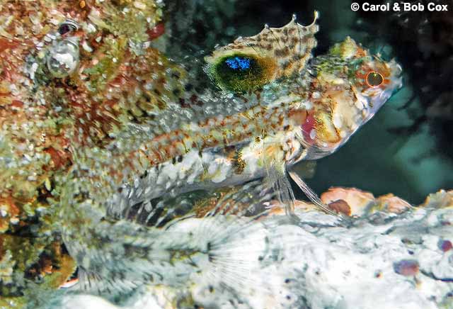 Emblemaria hypacanthus