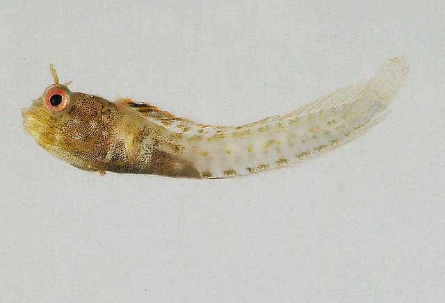 Acanthemblemaria greenfieldi