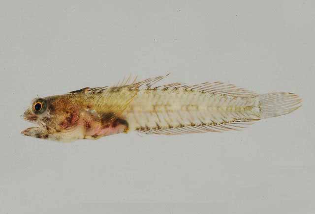 Emblemariopsis dianae