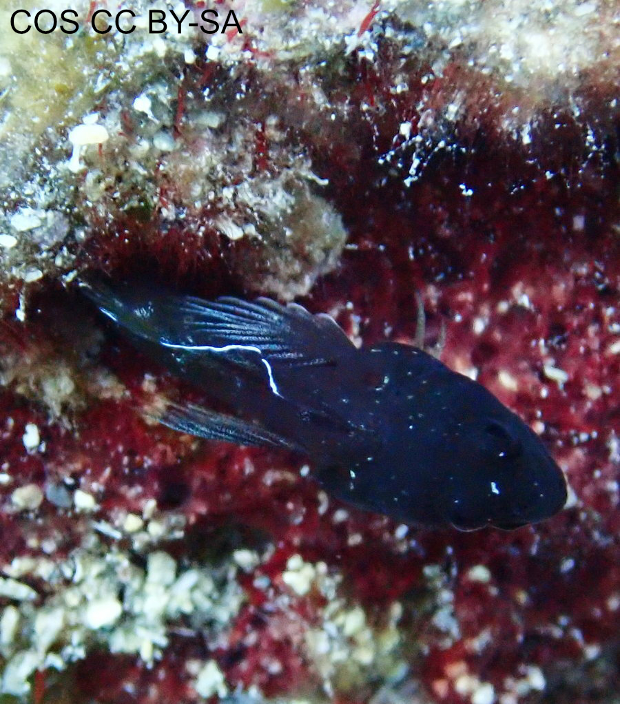 Emblemariopsis diaphana