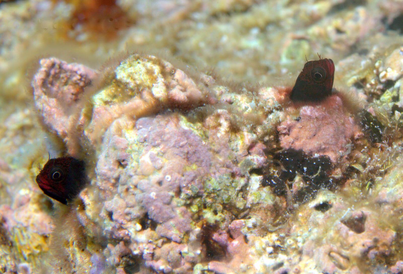 Acanthemblemaria balanorum