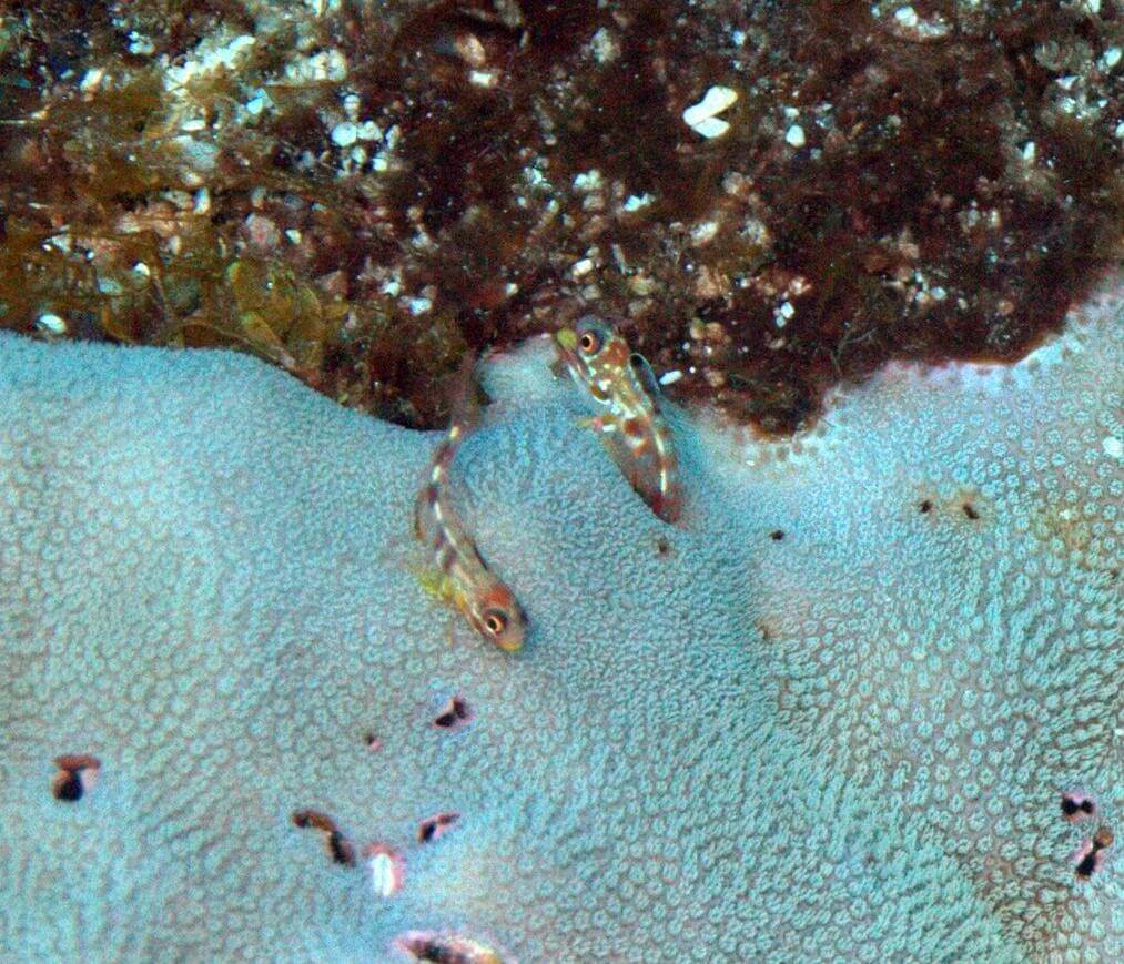 Acanthemblemaria mangognatha