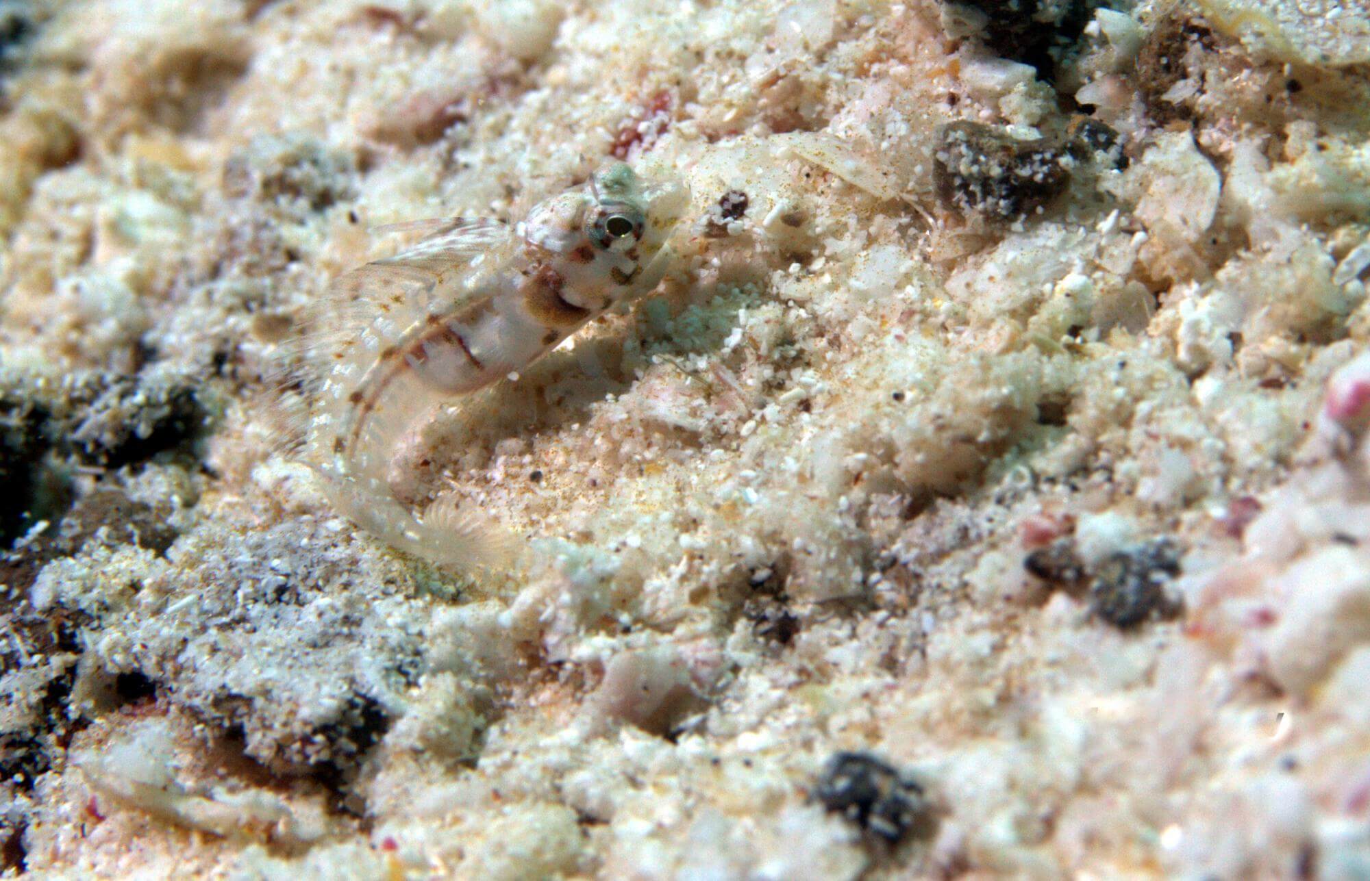 Emblemaria hypacanthus