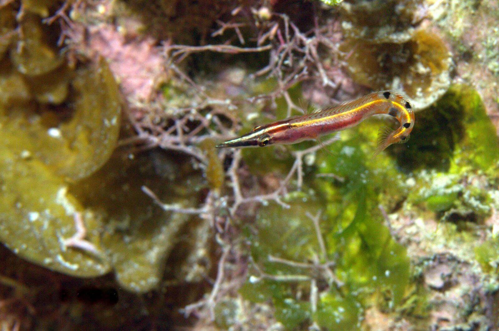 Lucayablennius zingaro