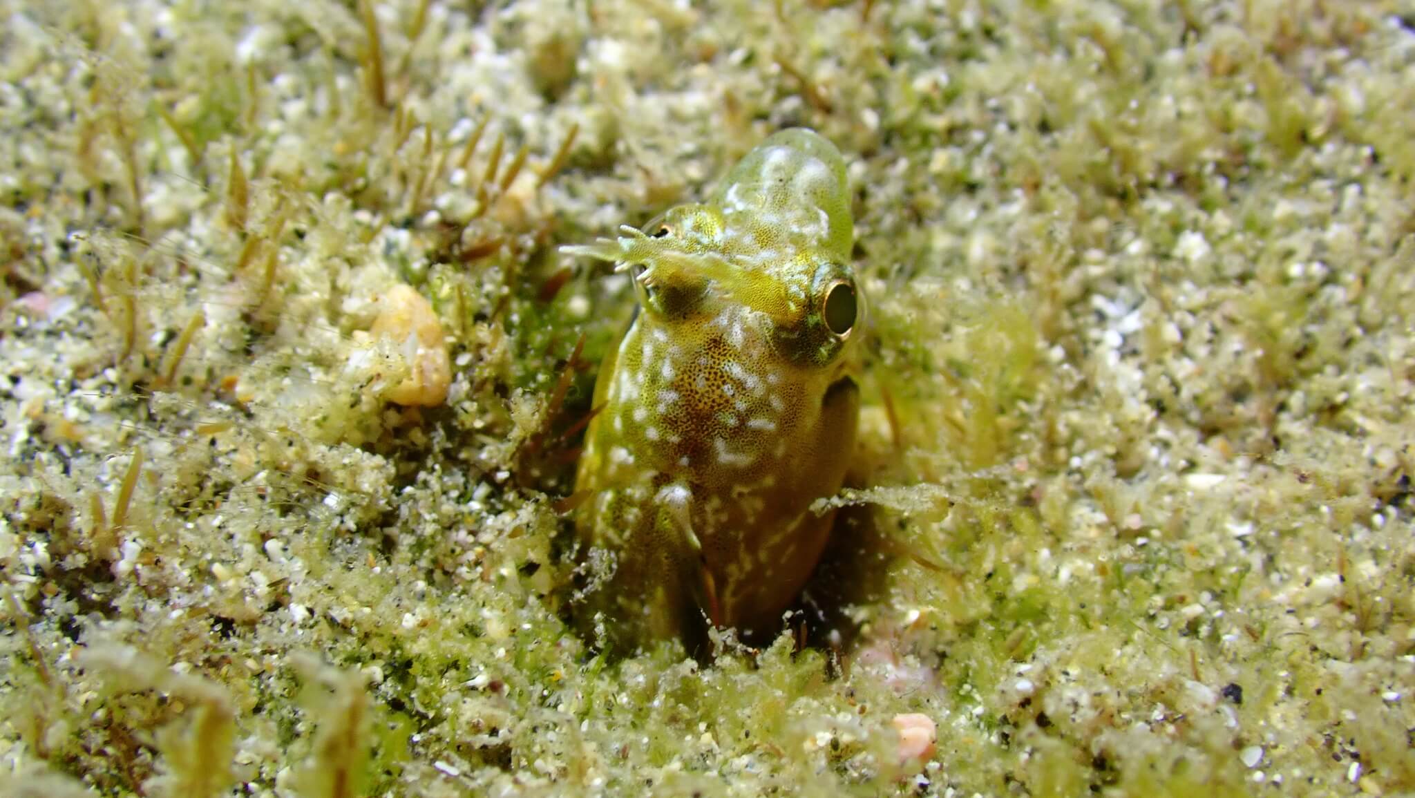Ekemblemaria nigra