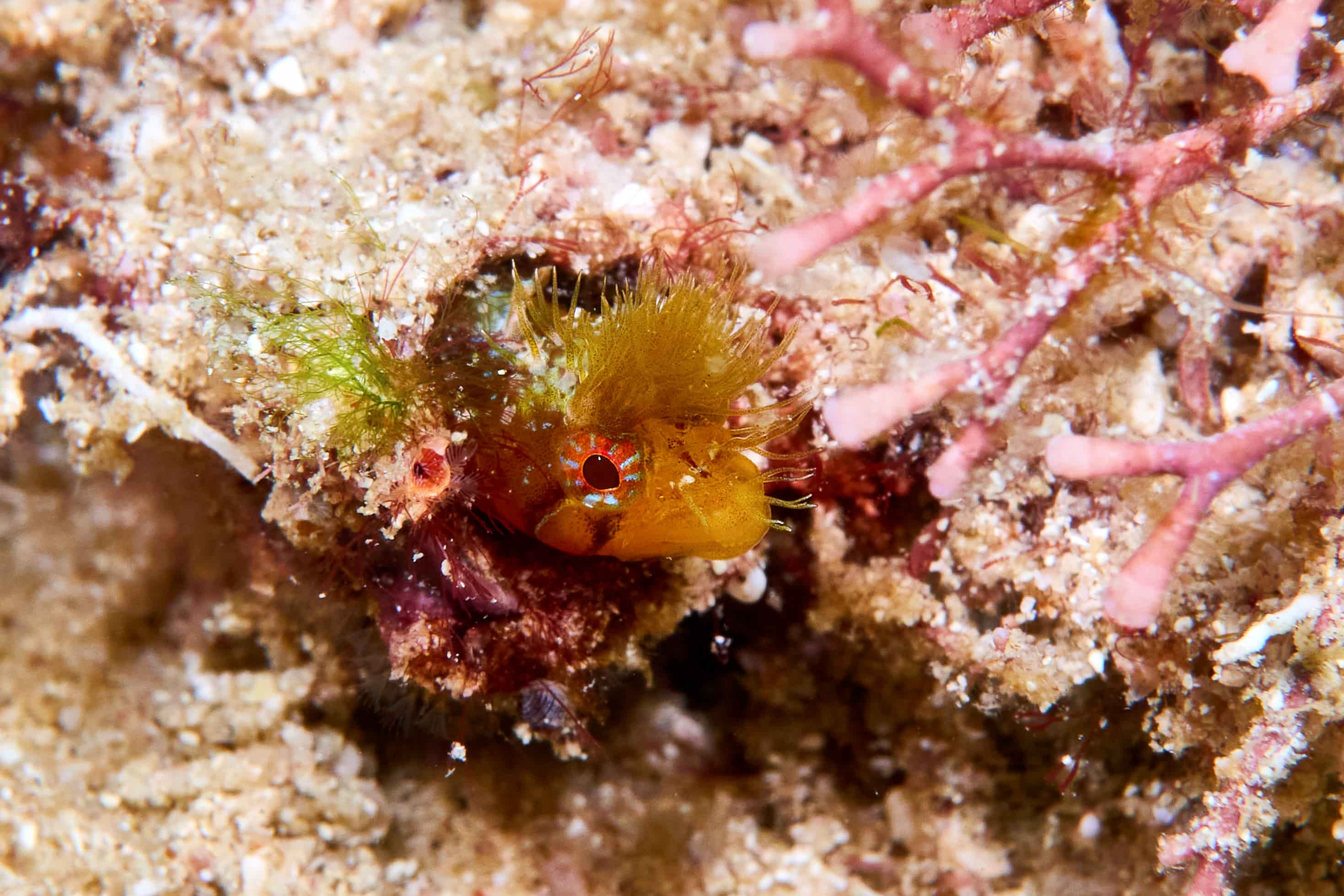 Cirriemblemaria lucasana