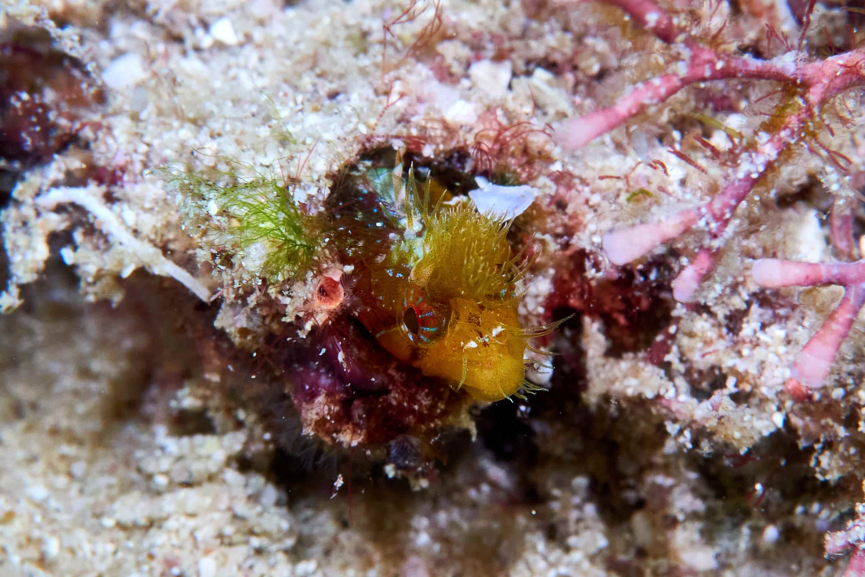 Cirriemblemaria lucasana