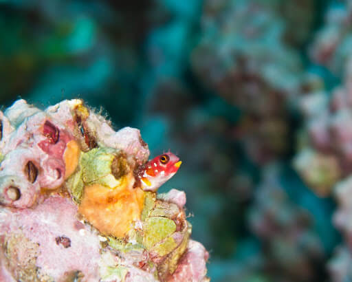 Acanthemblemaria mangognatha