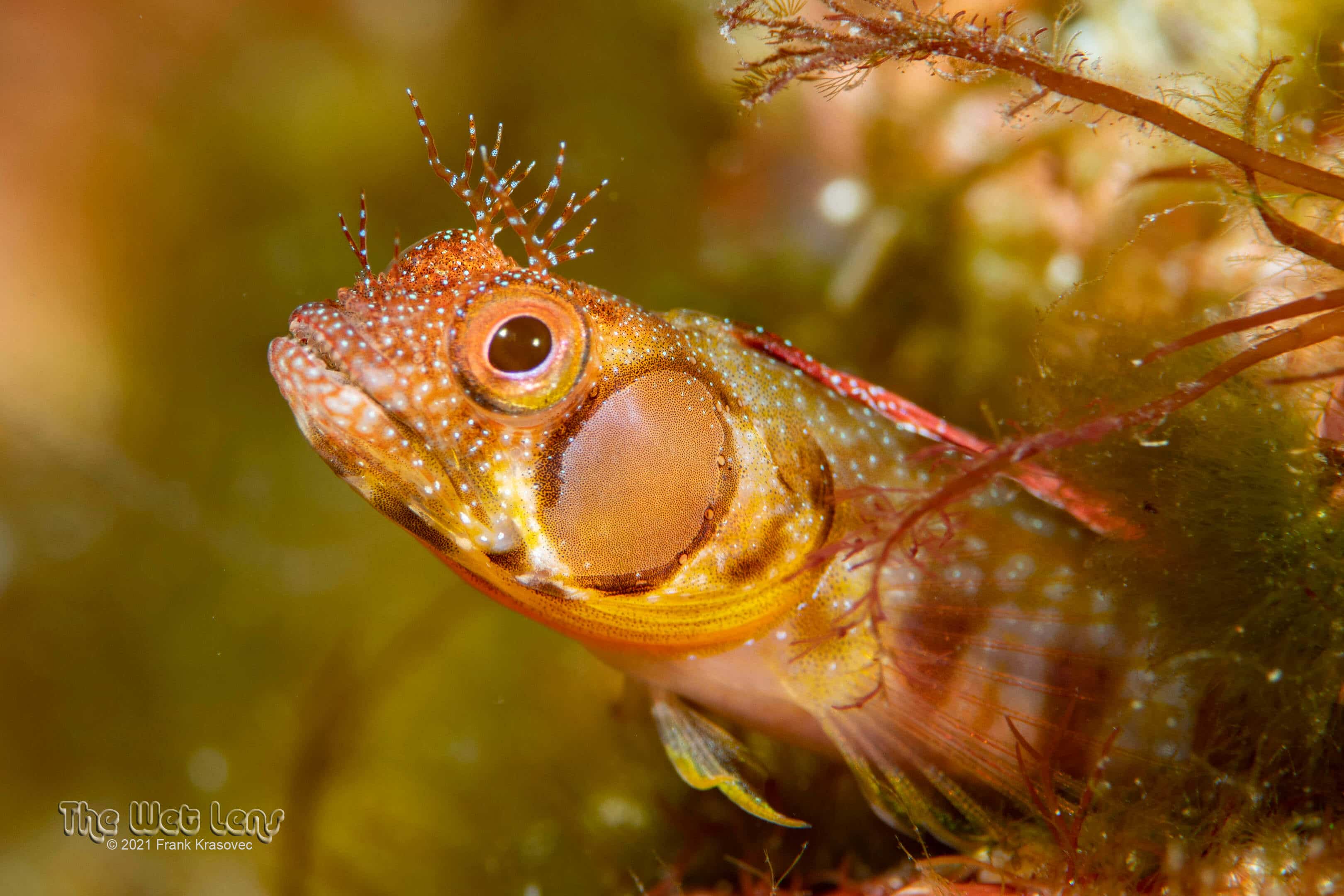 Acanthemblemaria crockeri