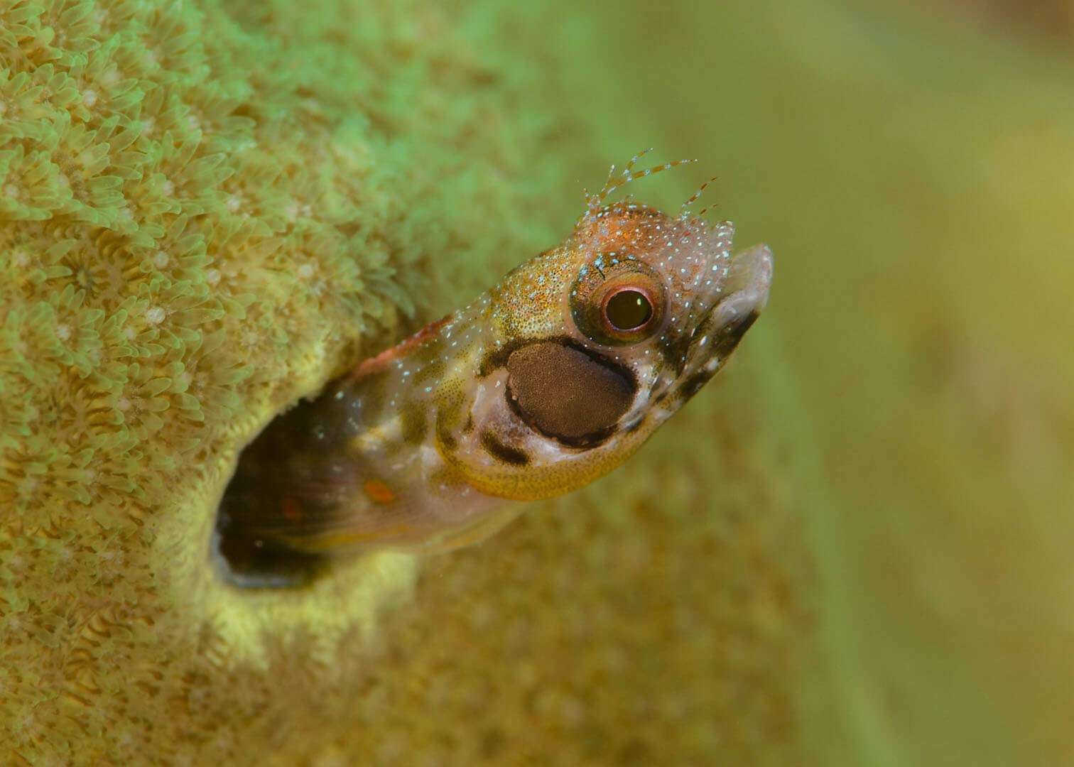 Acanthemblemaria crockeri