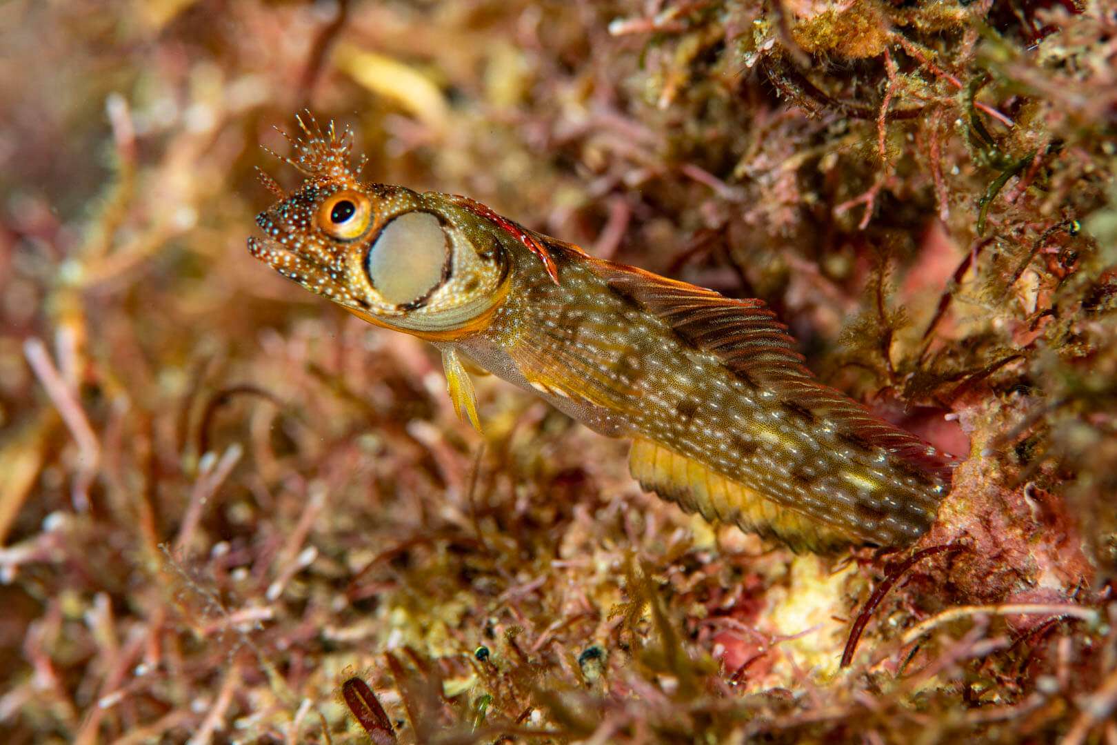 Acanthemblemaria crockeri