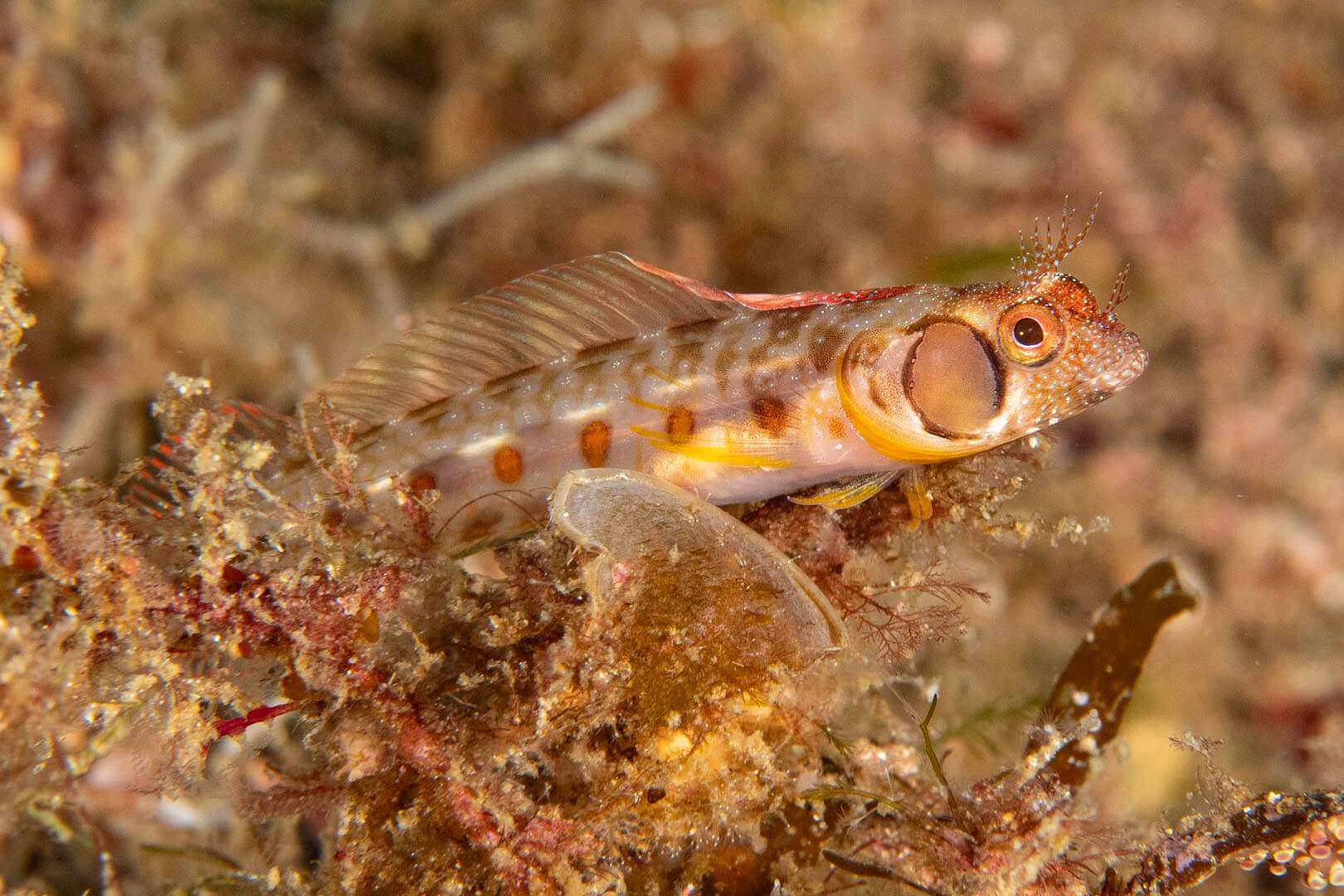 Acanthemblemaria crockeri