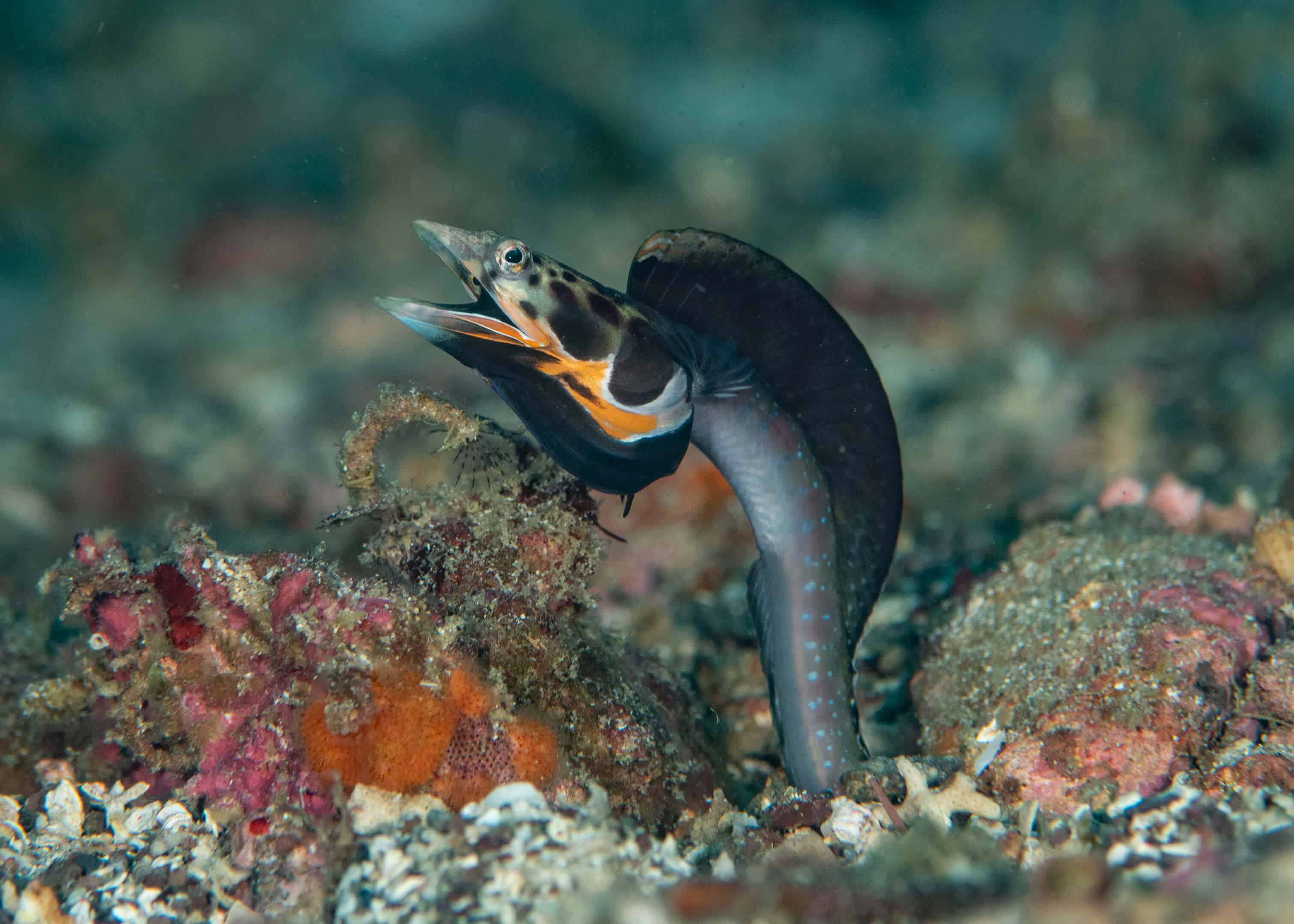 Chaenopsis alepidota