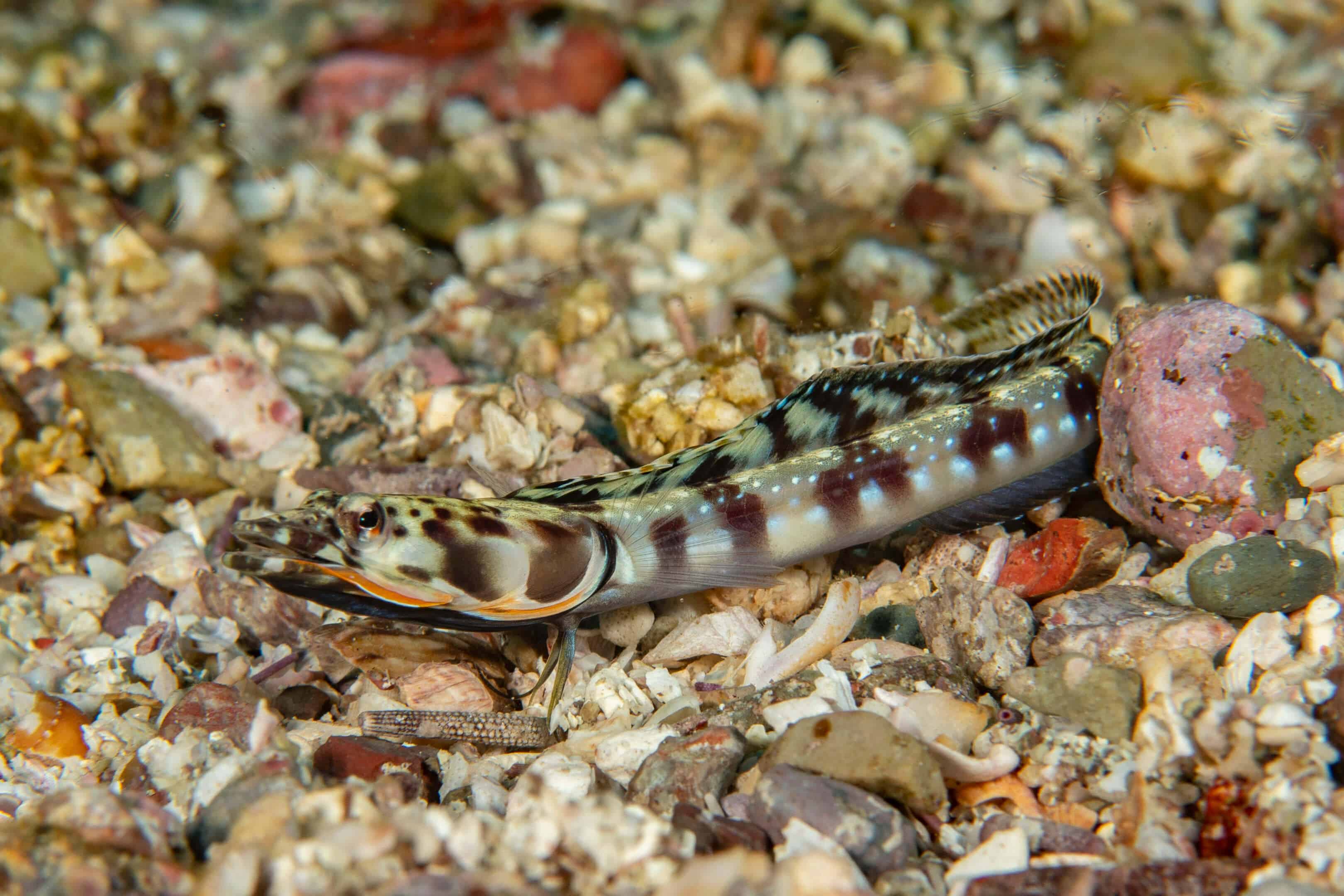 Chaenopsis alepidota