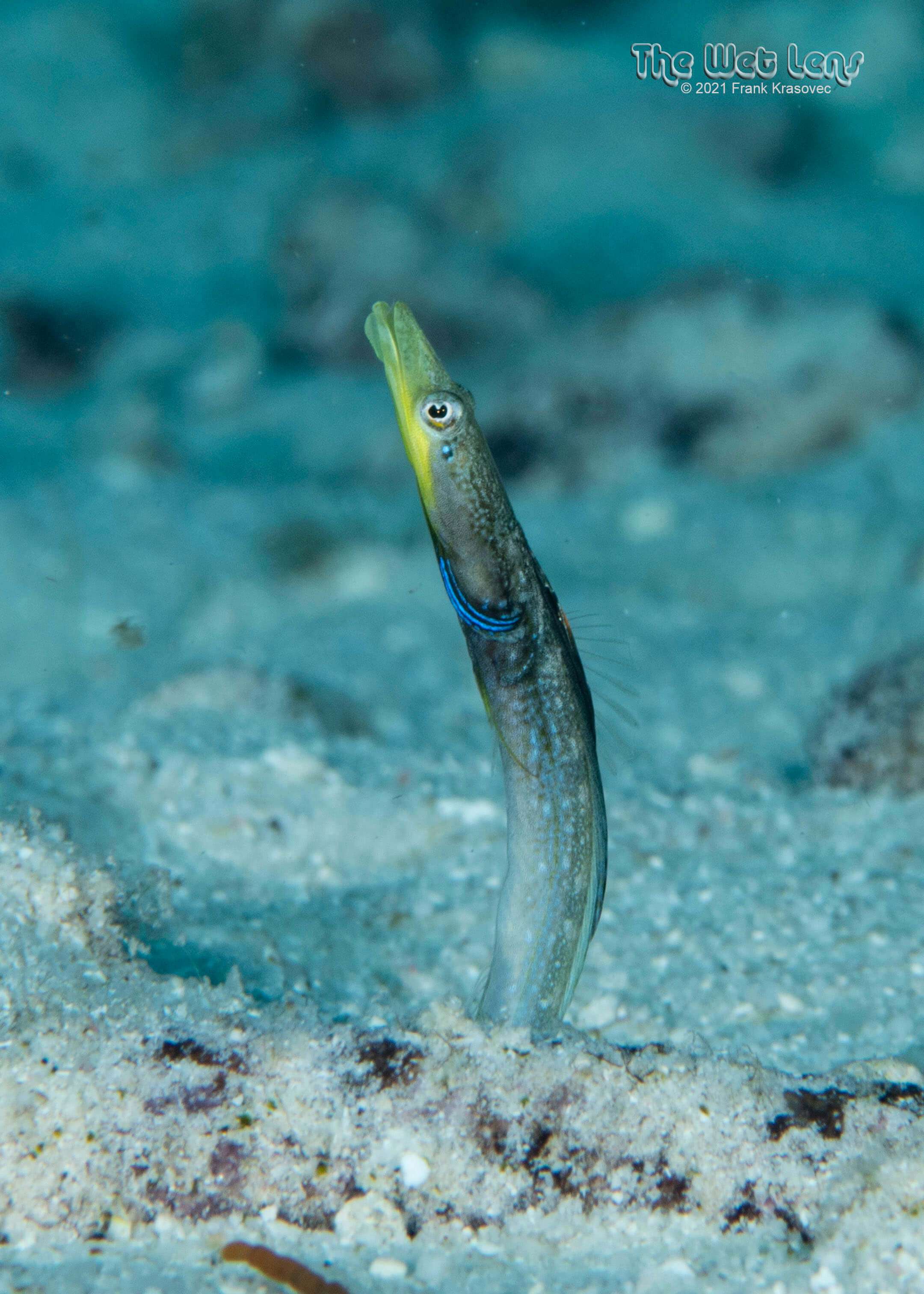 Chaenopsis limbaughi