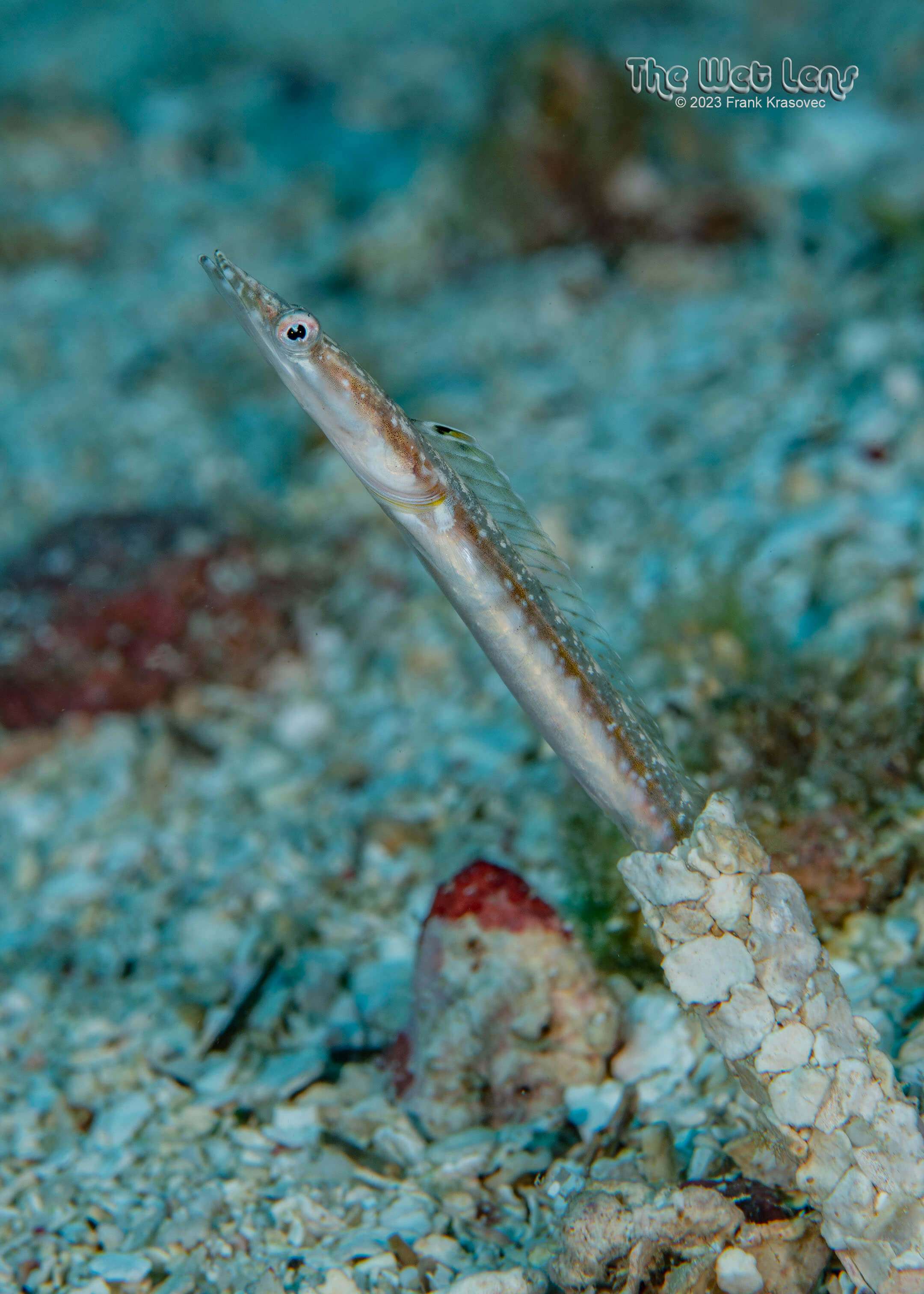 Chaenopsis limbaughi