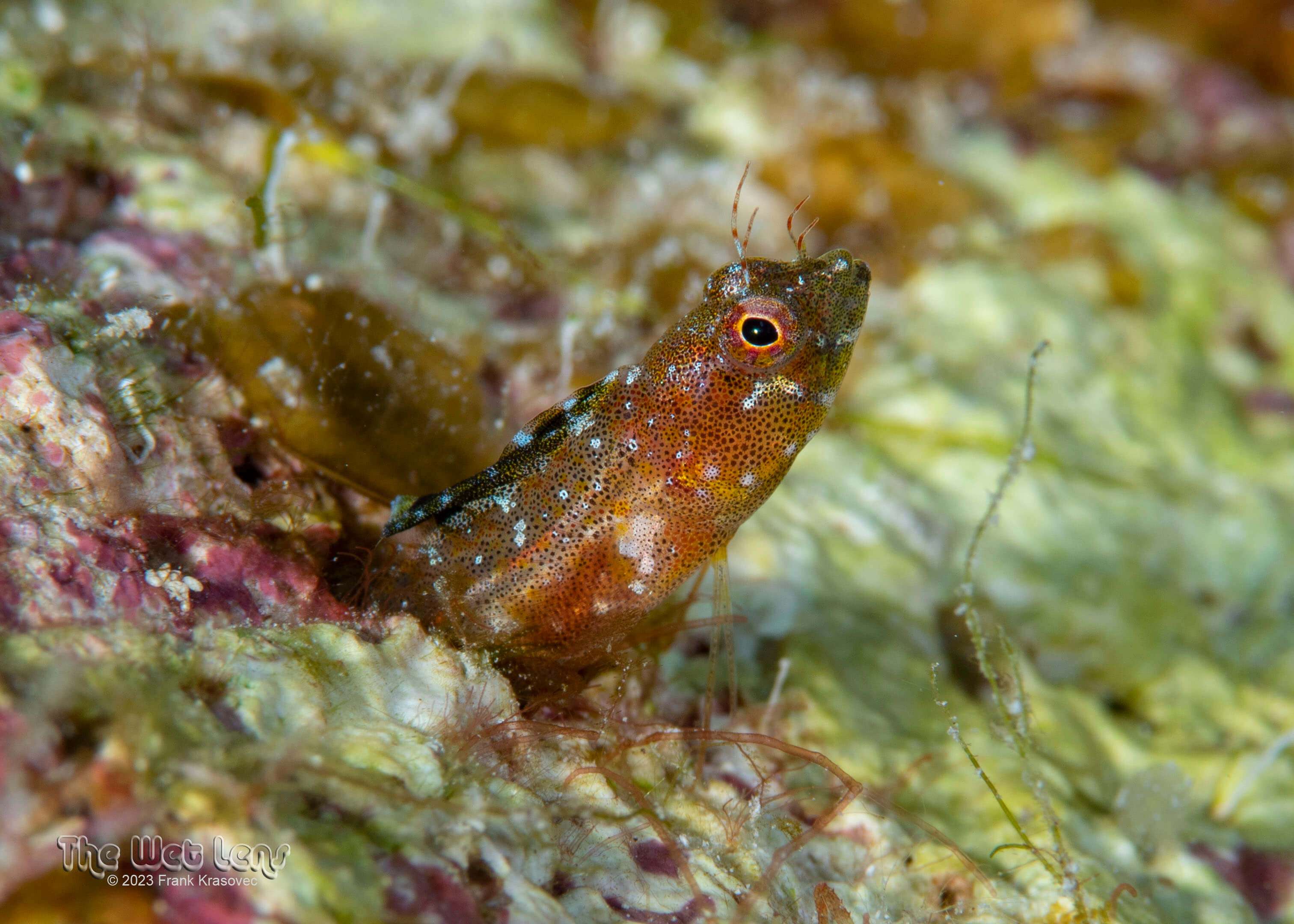 Emblemaria caldwelli