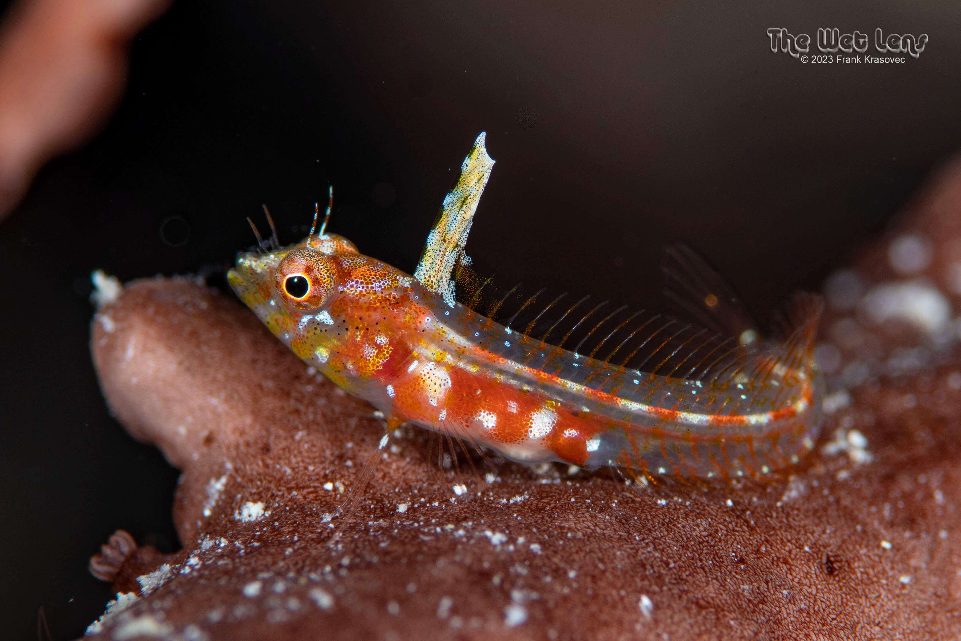 Emblemaria caldwelli