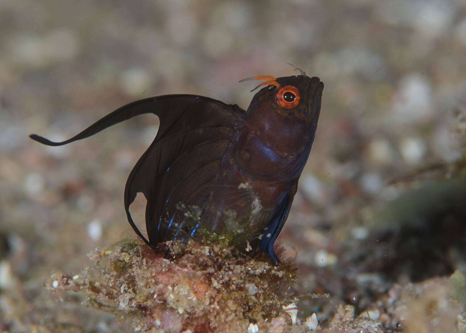 Emblemaria hypacanthus