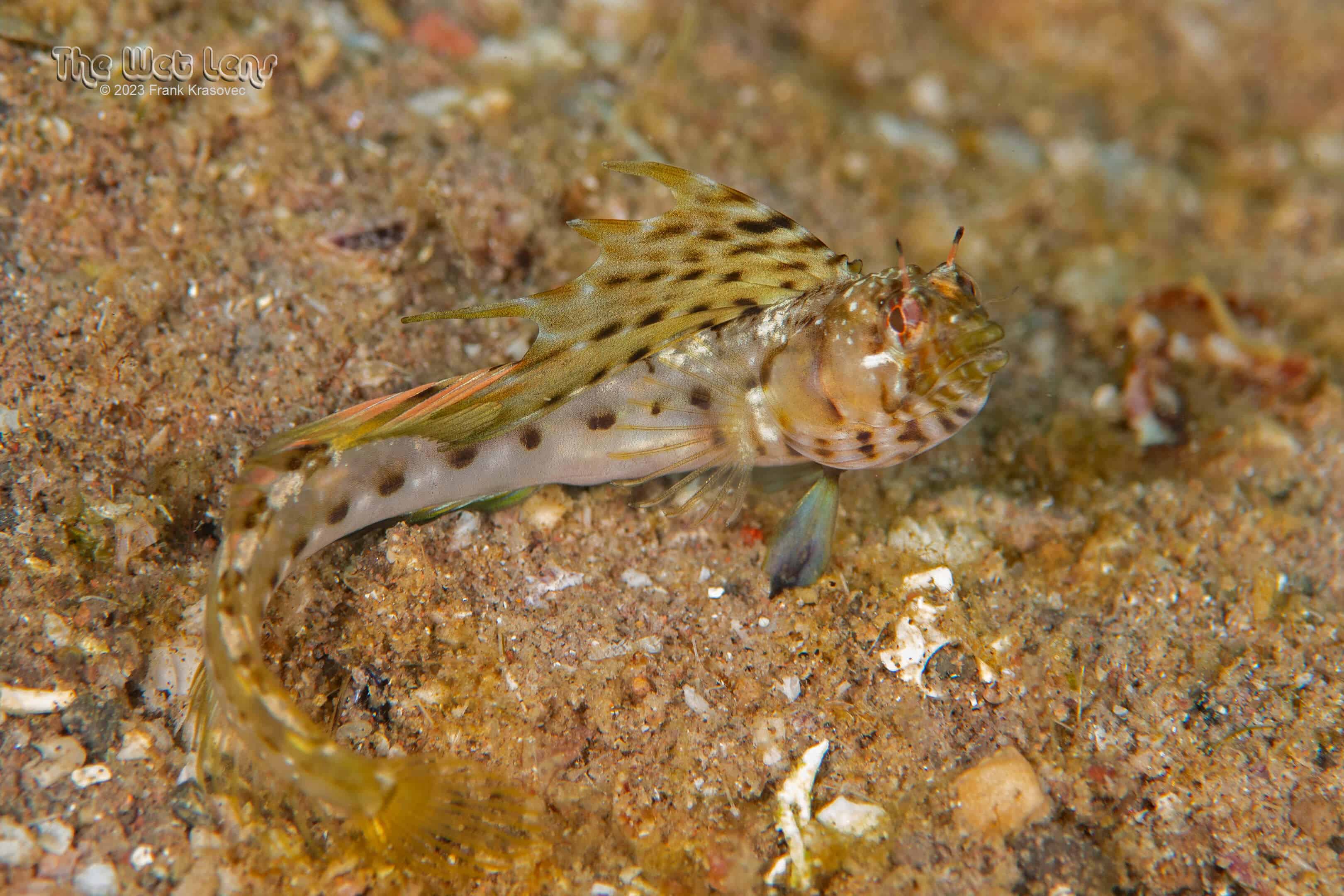 Emblemaria hypacanthus