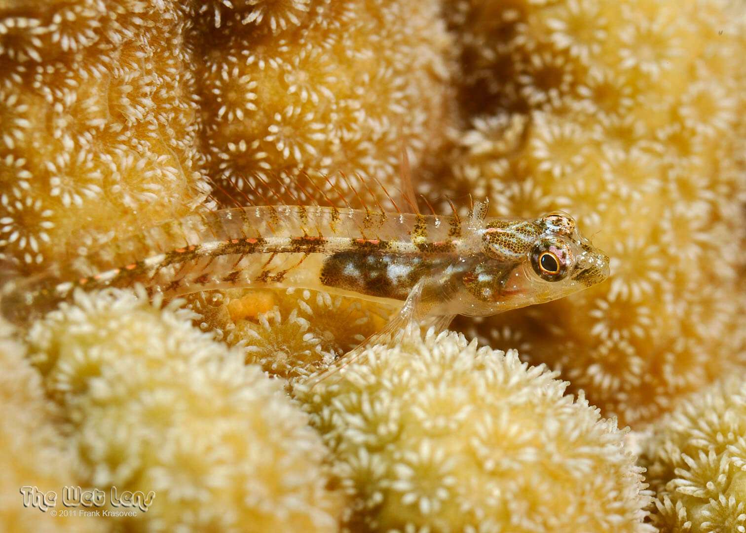 Emblemariopsis bahamensis