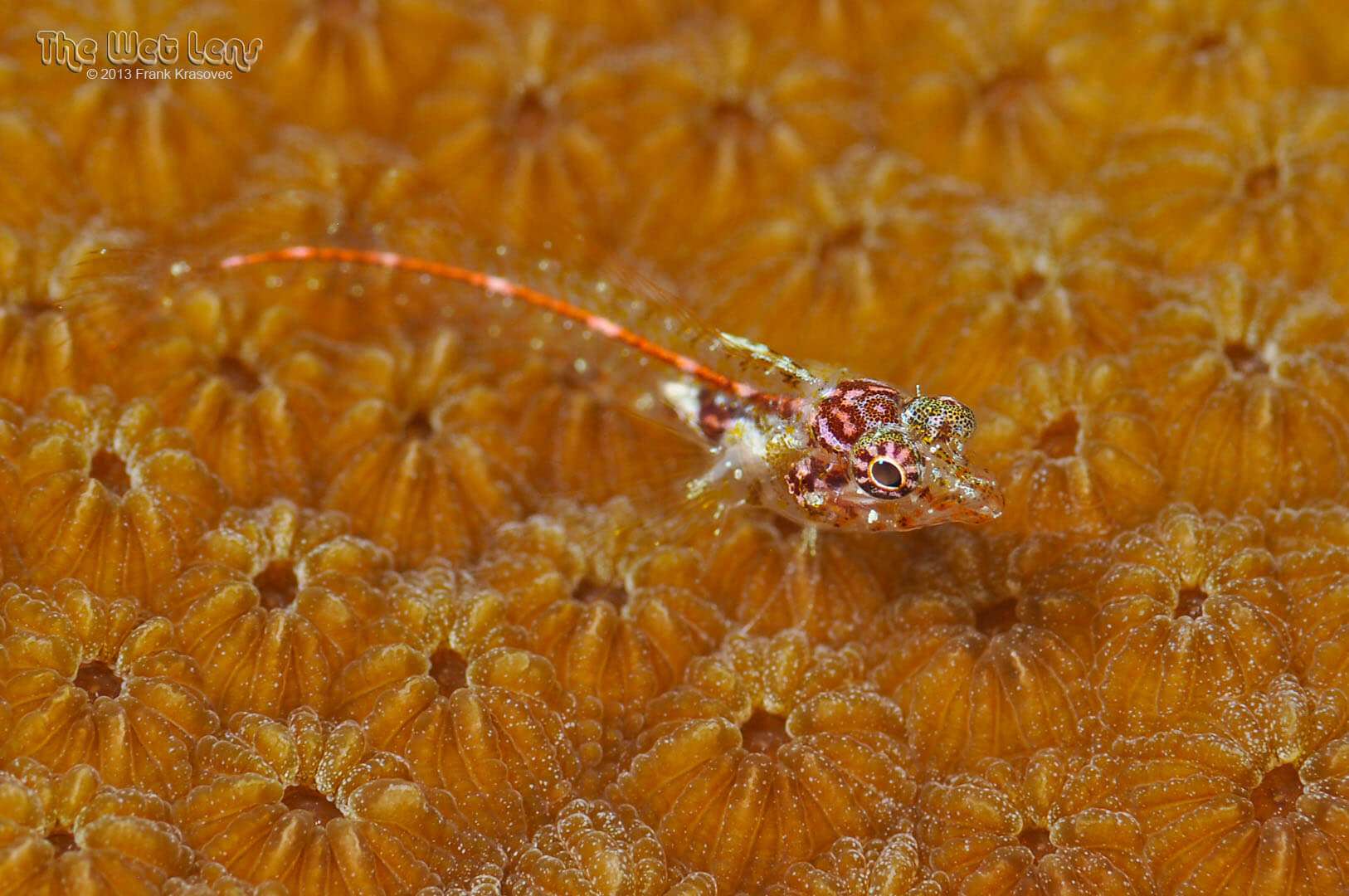 Emblemariopsis leptocirris