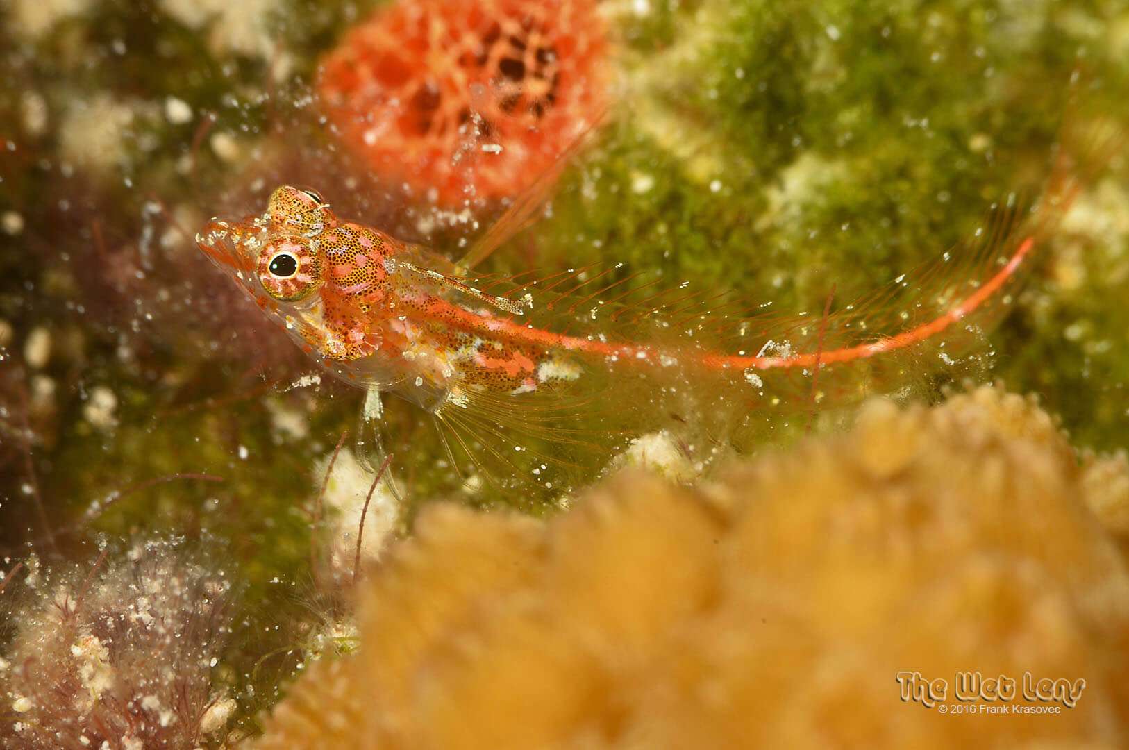 Emblemariopsis occidentalis